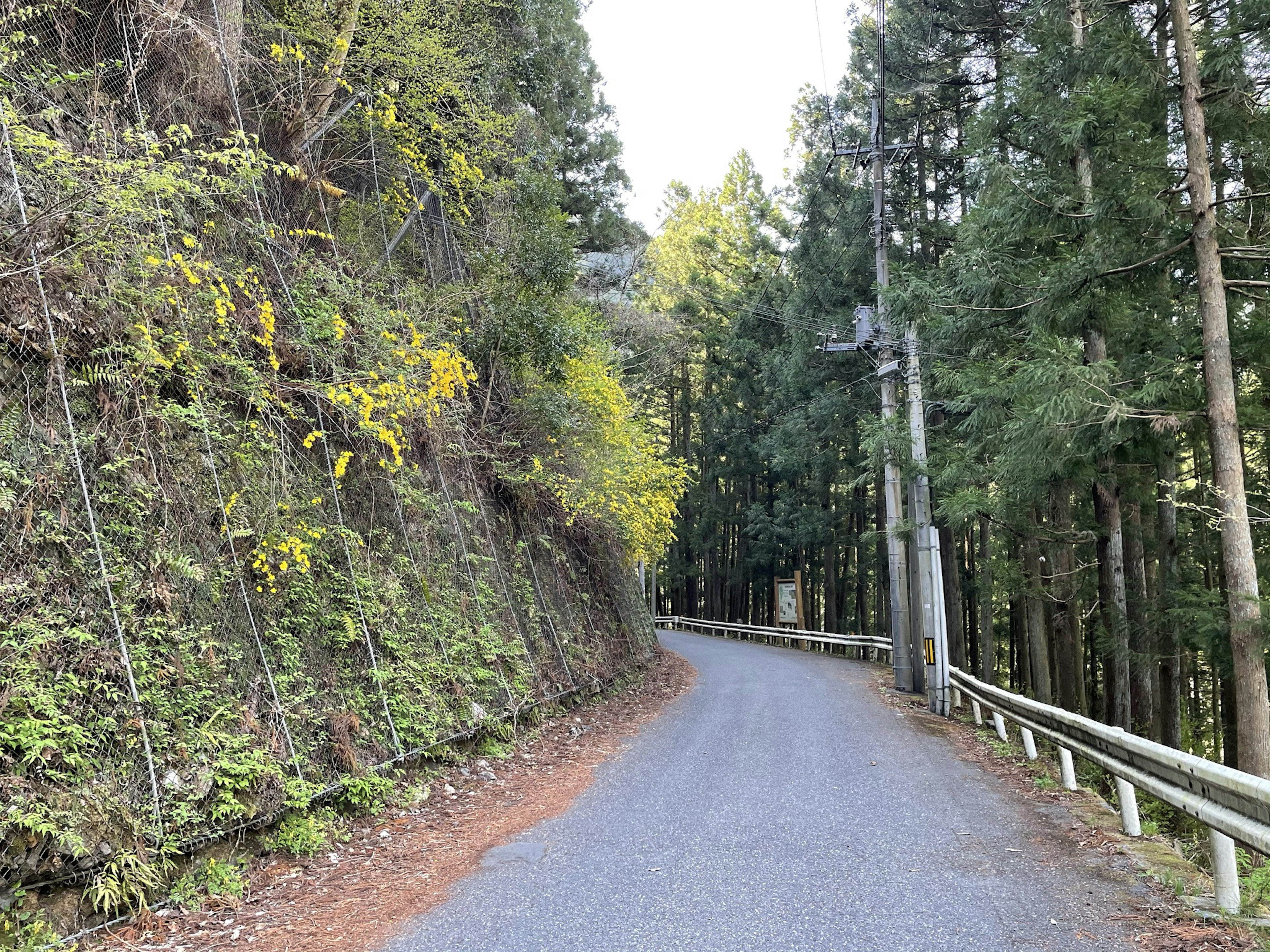 Route montagneuse sinueuse entourée d'arbres verts