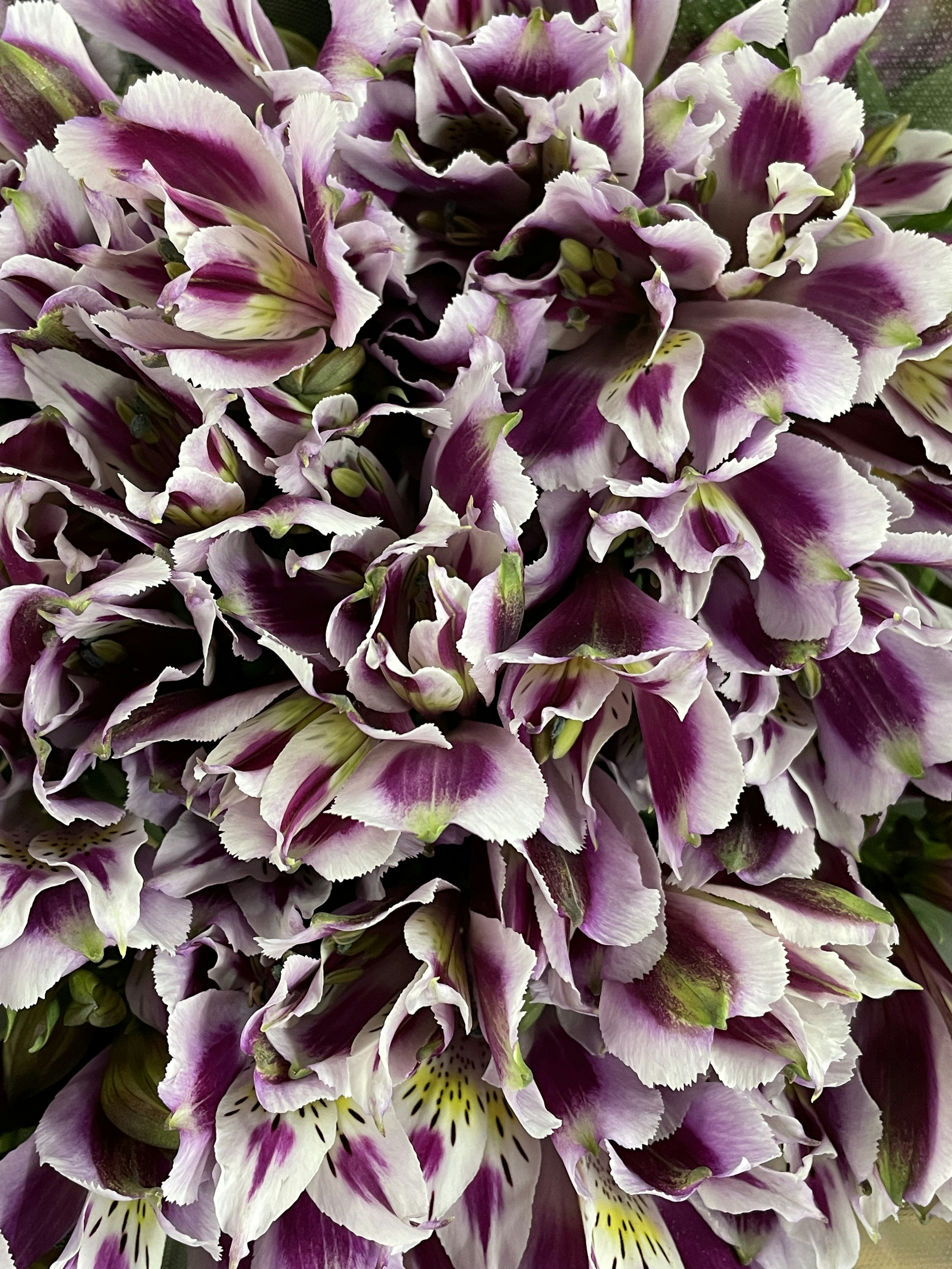 Un magnifique bouquet de fleurs serrées de couleur violet et blanc rayé