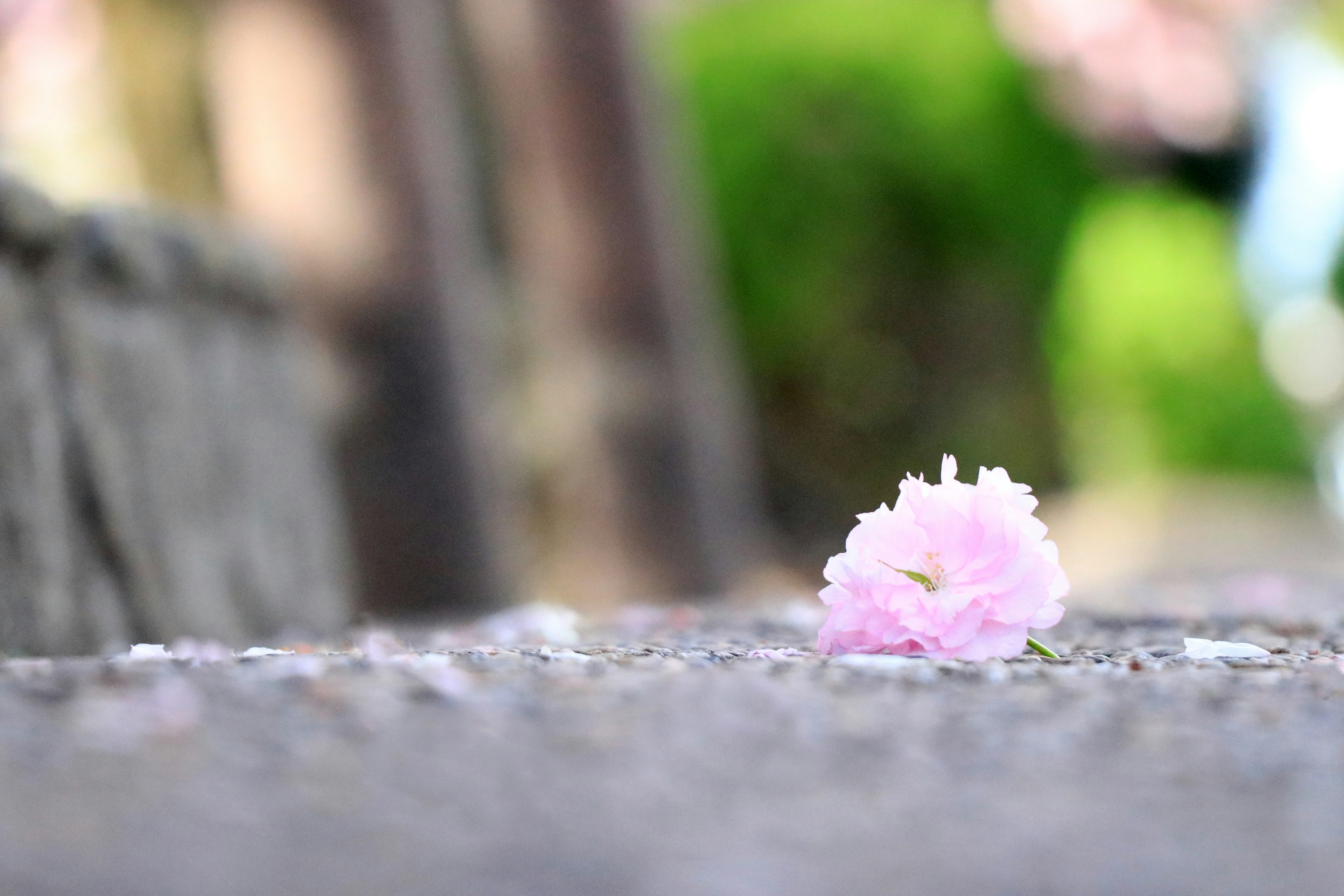 地面上掉落的樱花花瓣特写，背景为绿色