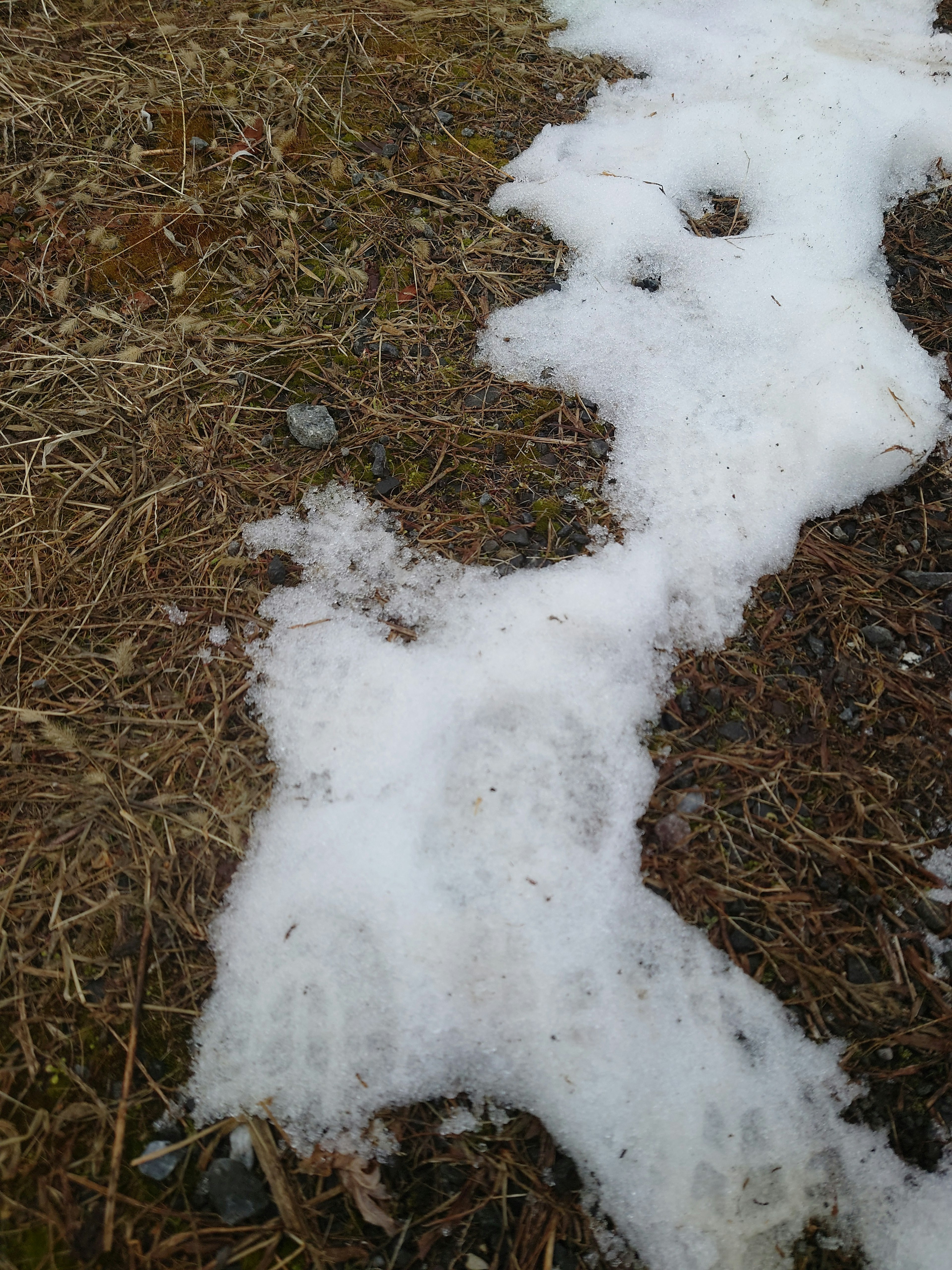 Animal tracks in the snow on a patch of grass