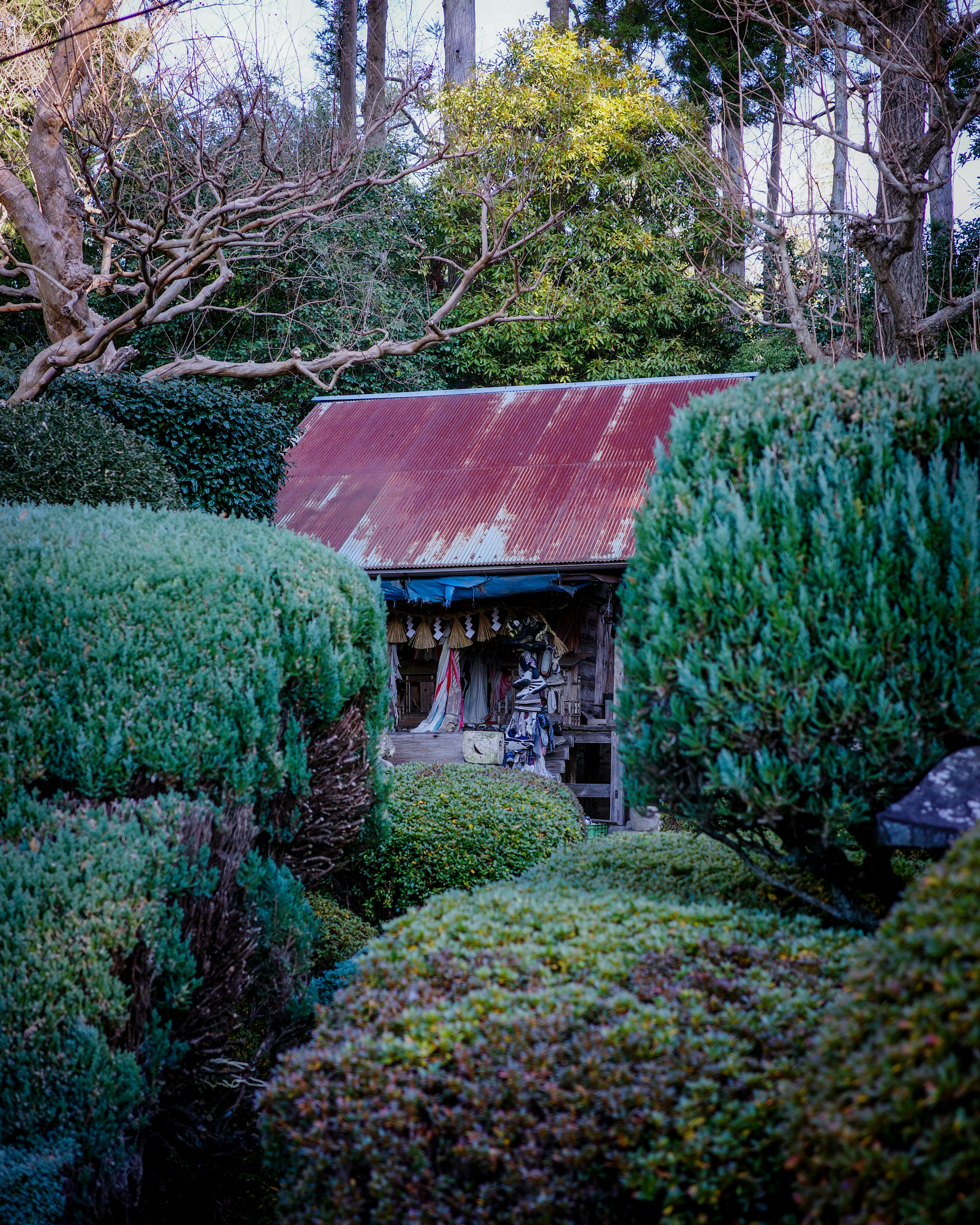 A quaint shed with a rusted roof nestled among lush green hedges