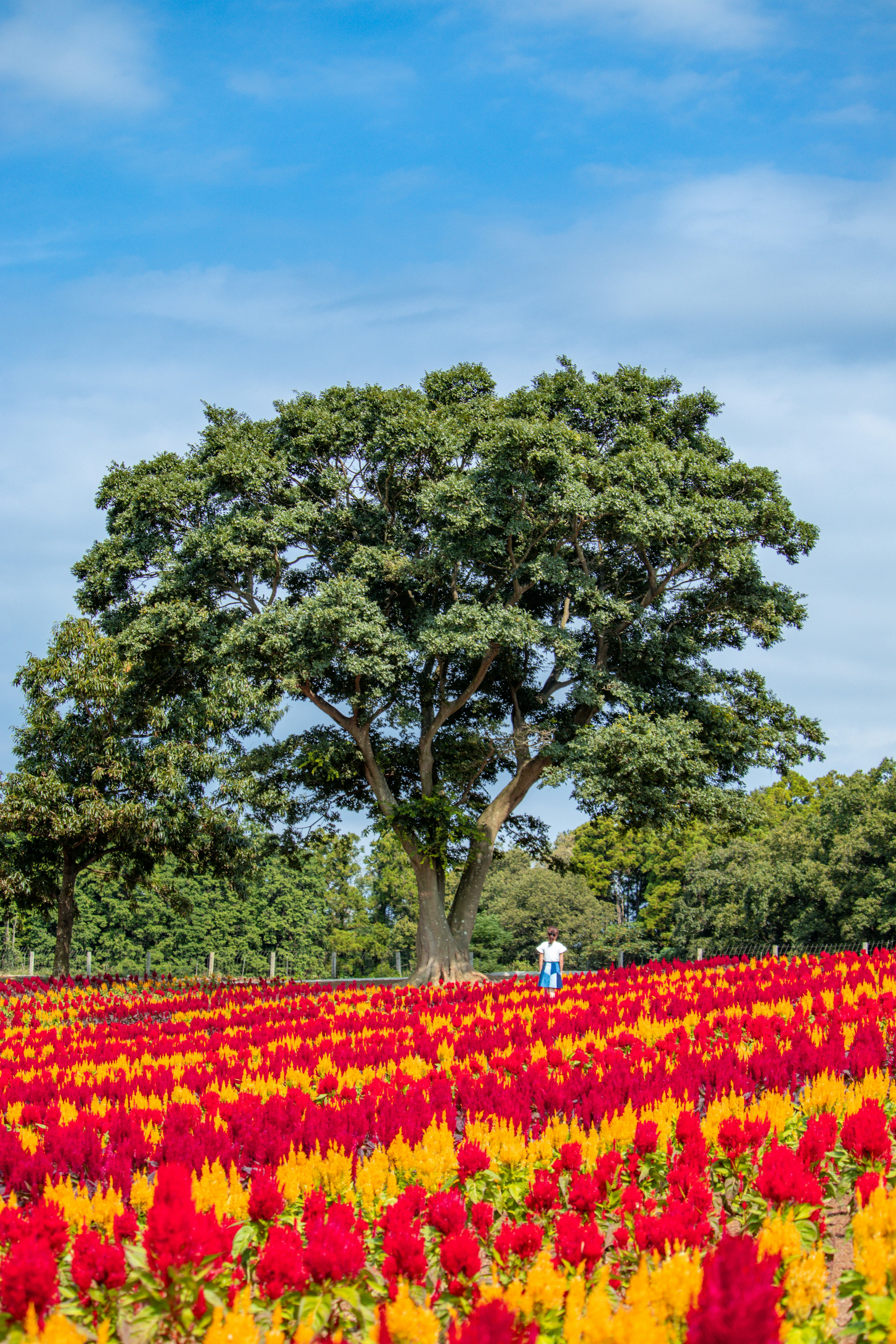 Campo de flores vibrante con flores rojas y amarillas y un gran árbol