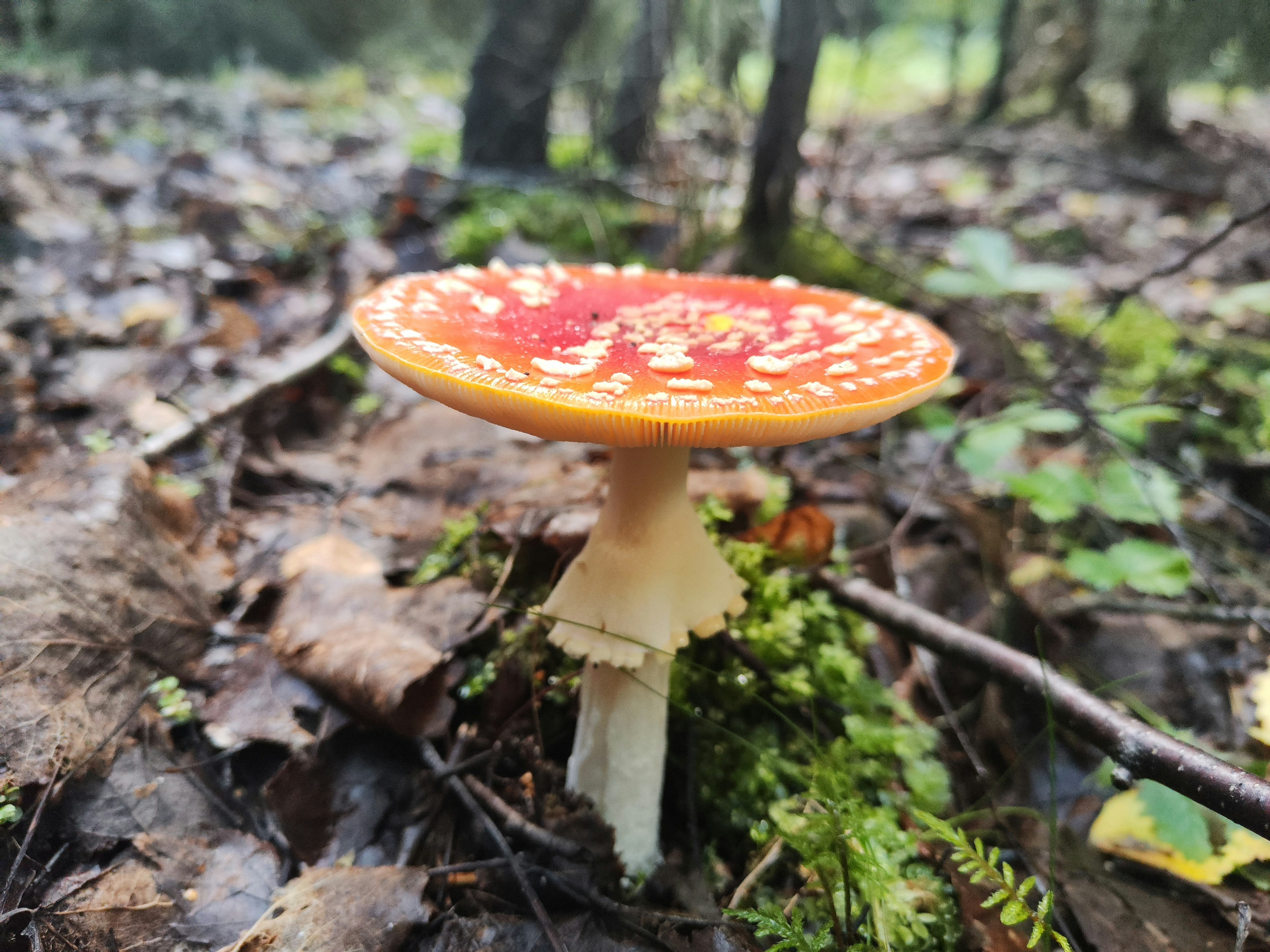 A red-capped mushroom growing in a forest