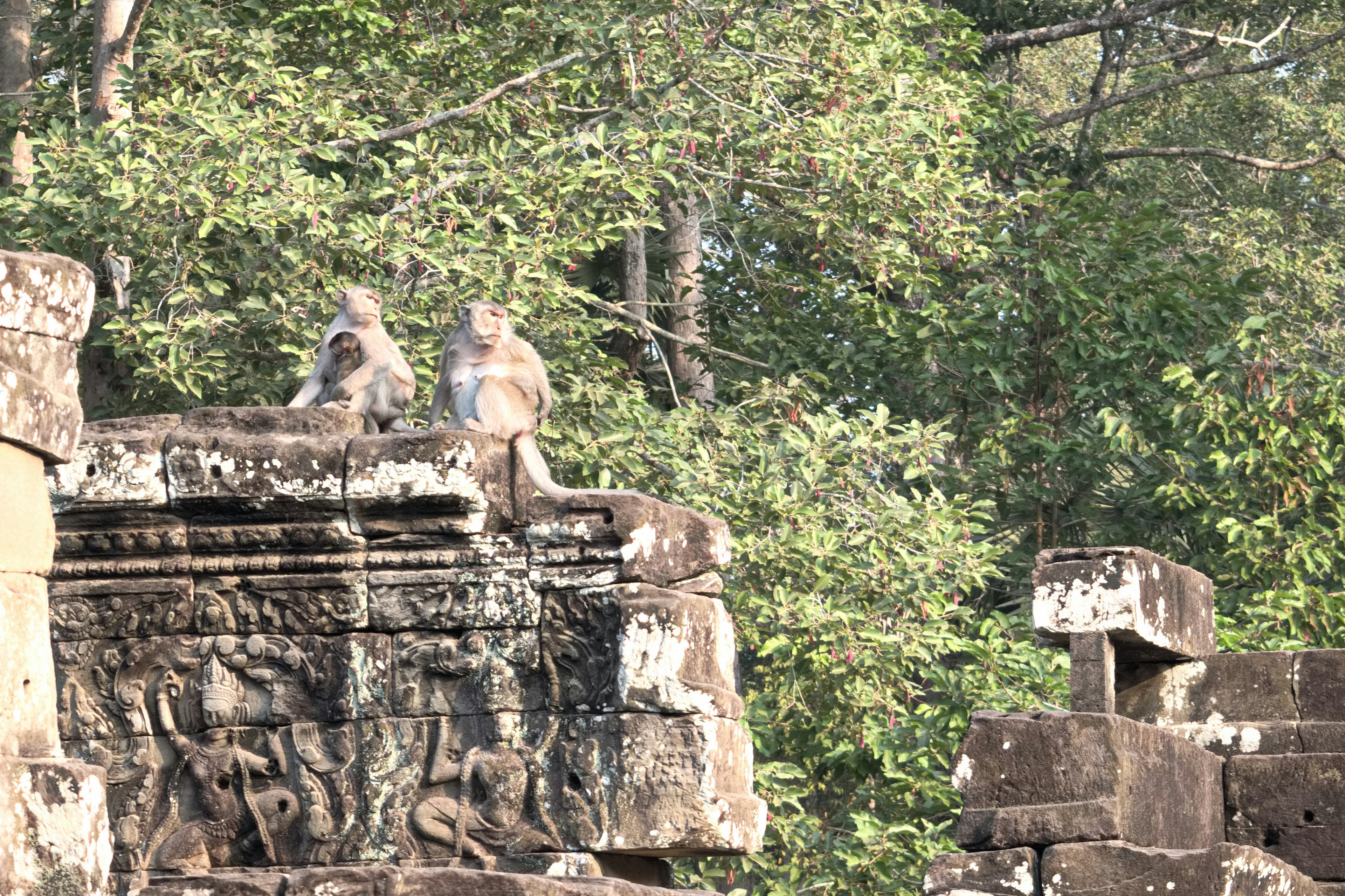 Monkeys sitting on ancient ruins surrounded by green trees