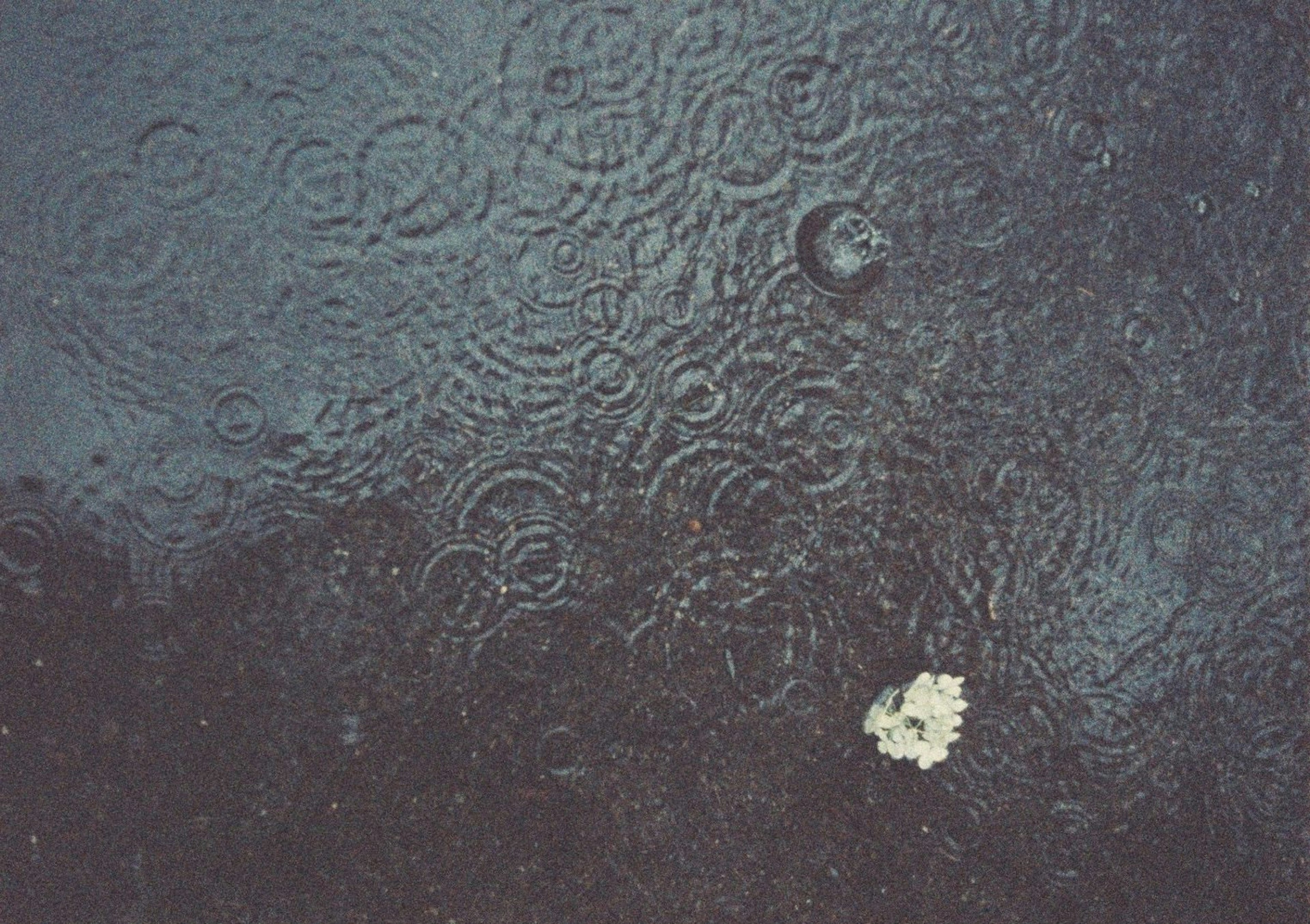 A single white flower rests on a wet surface with rain droplets forming ripples