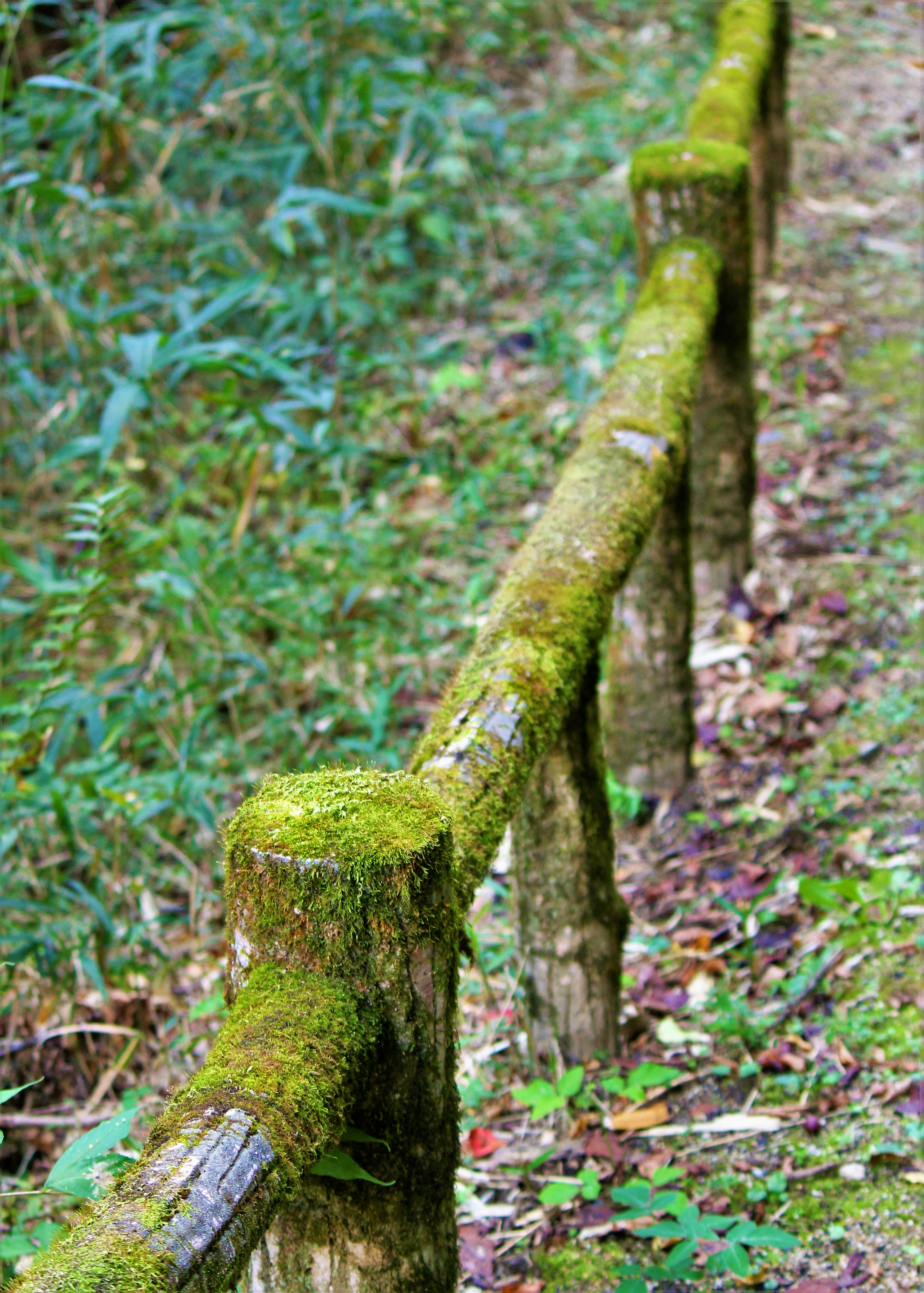 Valla de madera cubierta de musgo a lo largo de un camino forestal