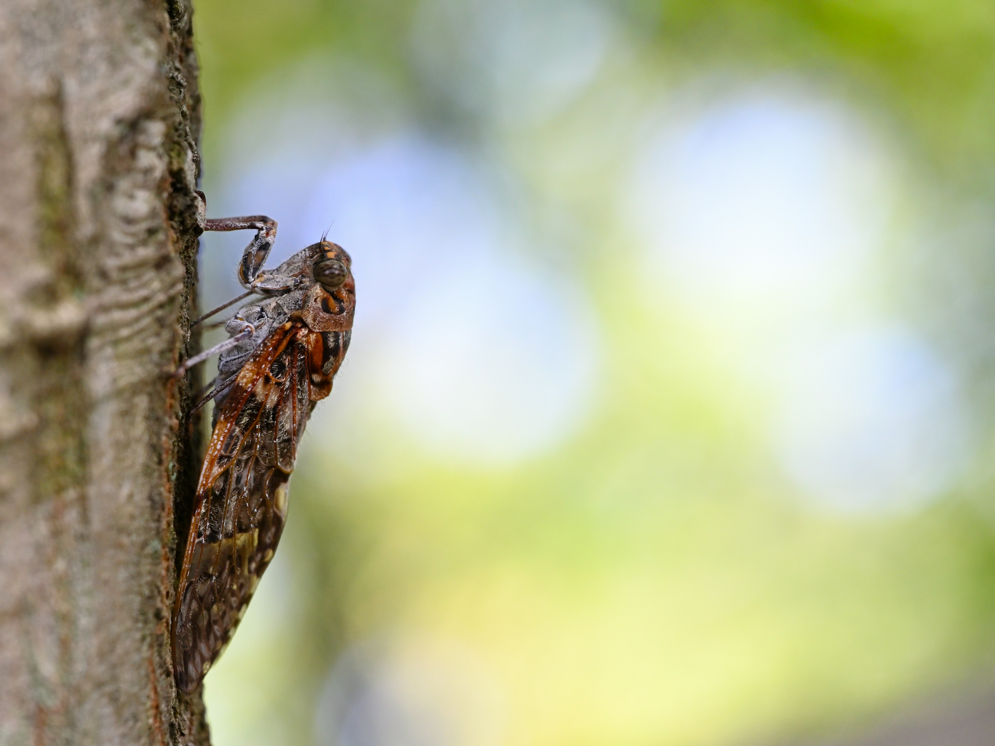 Primer plano de una chicharra en un tronco de árbol con fondo desenfocado