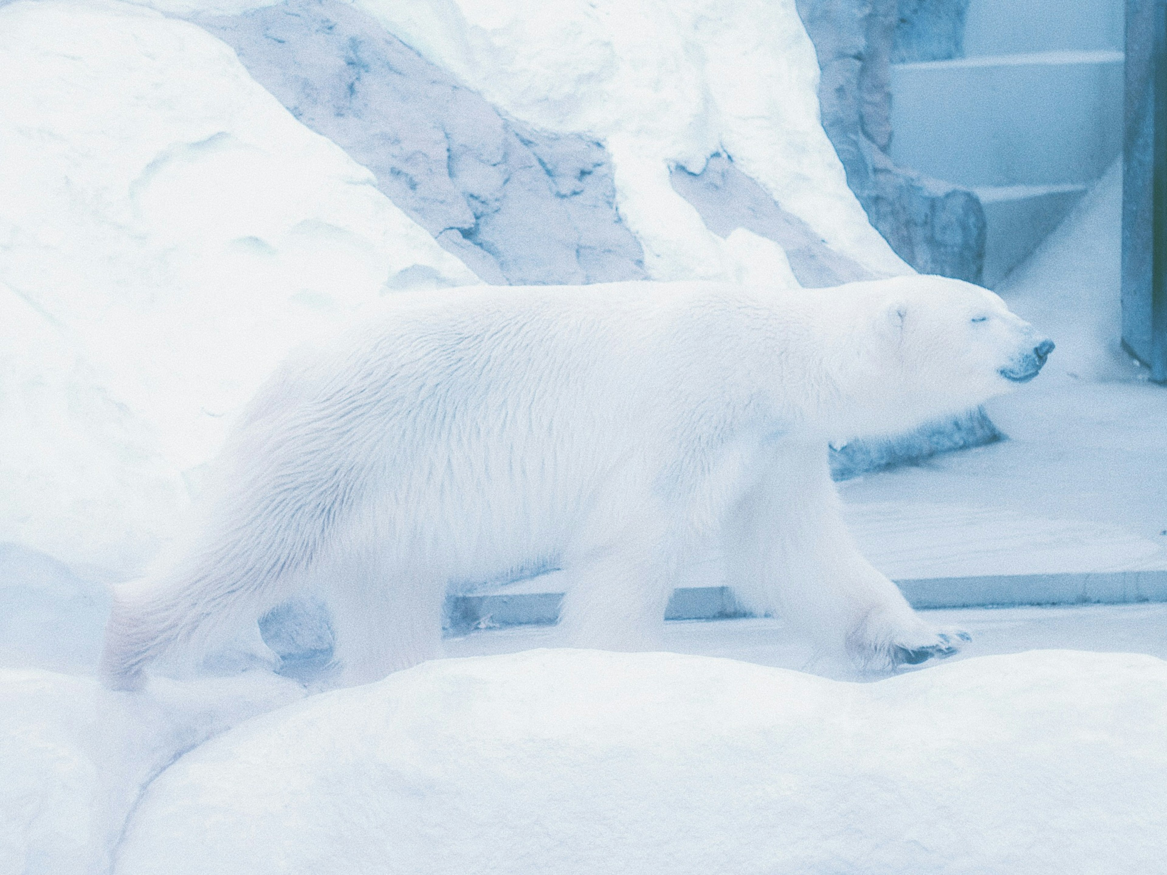 氷の上を歩く白いシロクマの姿