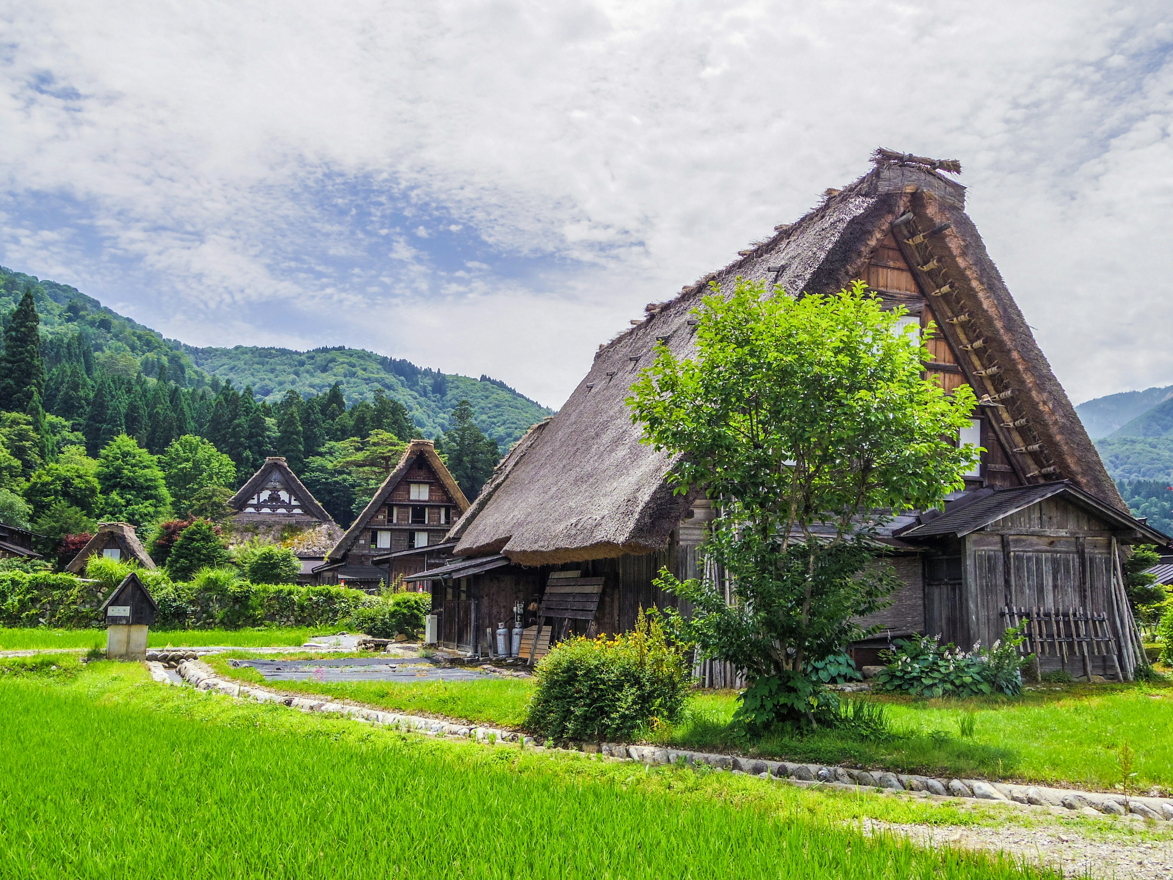 傳統合掌造屋在郁郁蔥蔥的鄉村風景中