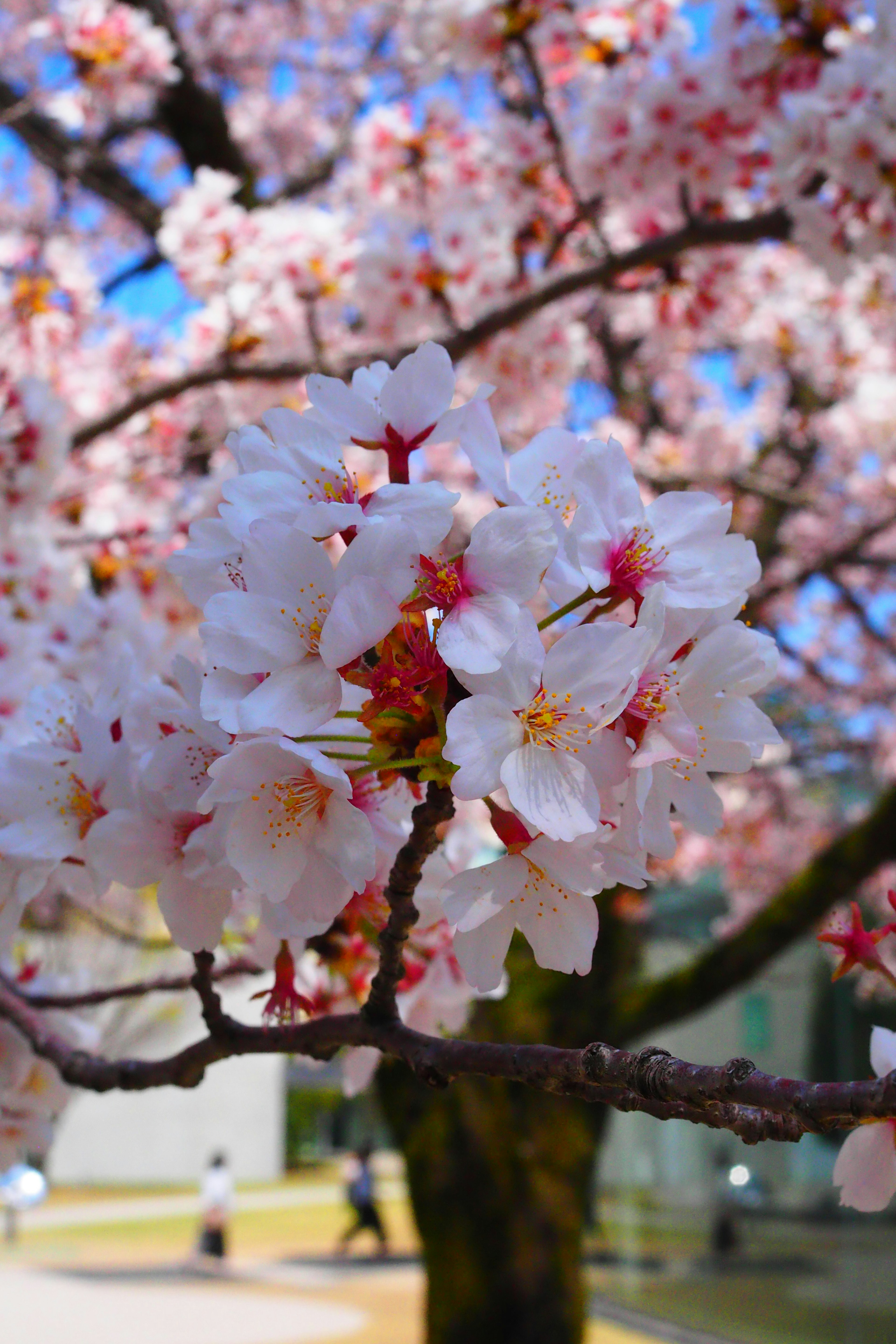 Pemandangan dekat bunga sakura di atas pohon