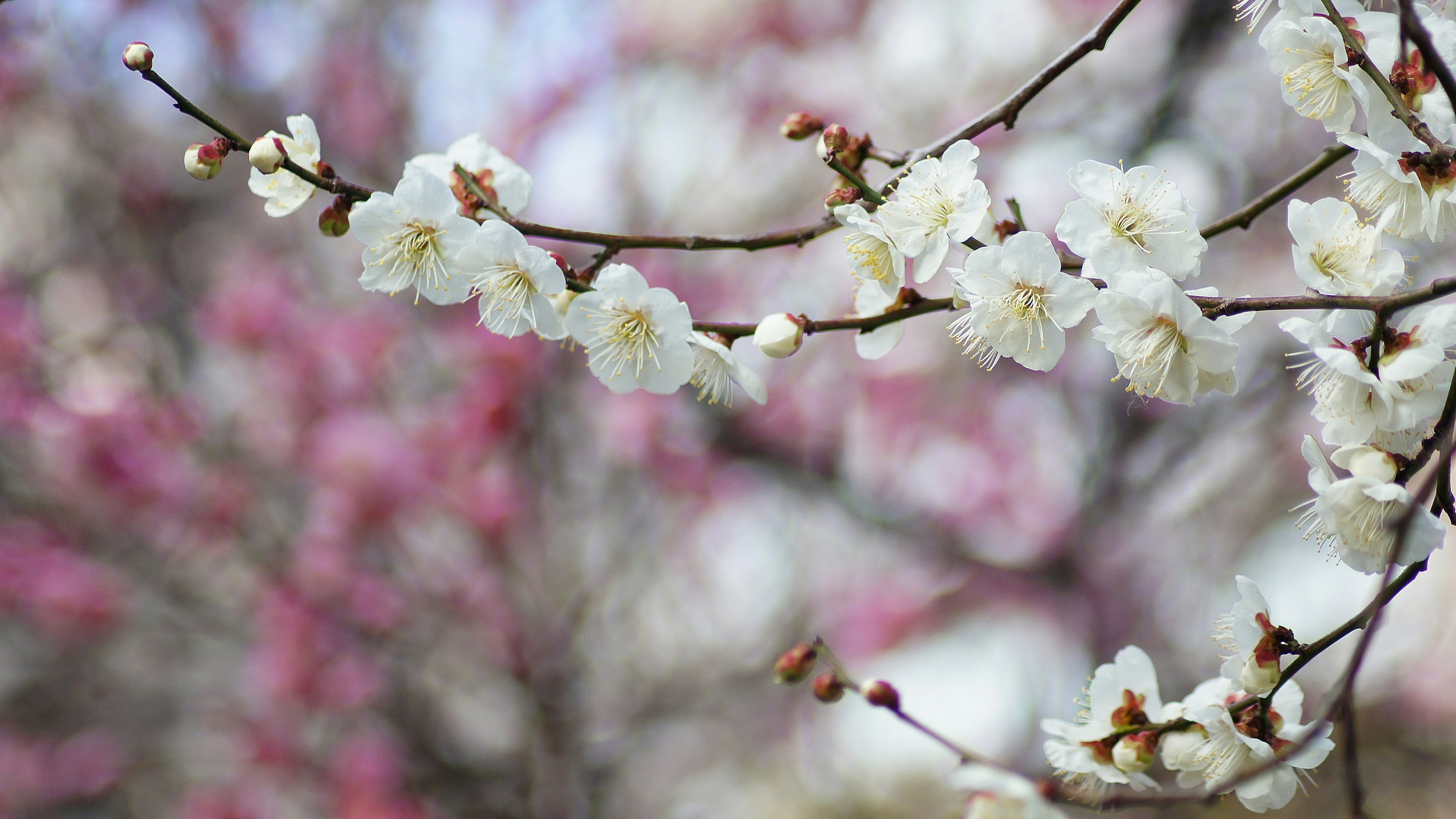 Zweig mit weißen Kirschblüten und verschwommenem rosafarbenem Hintergrund