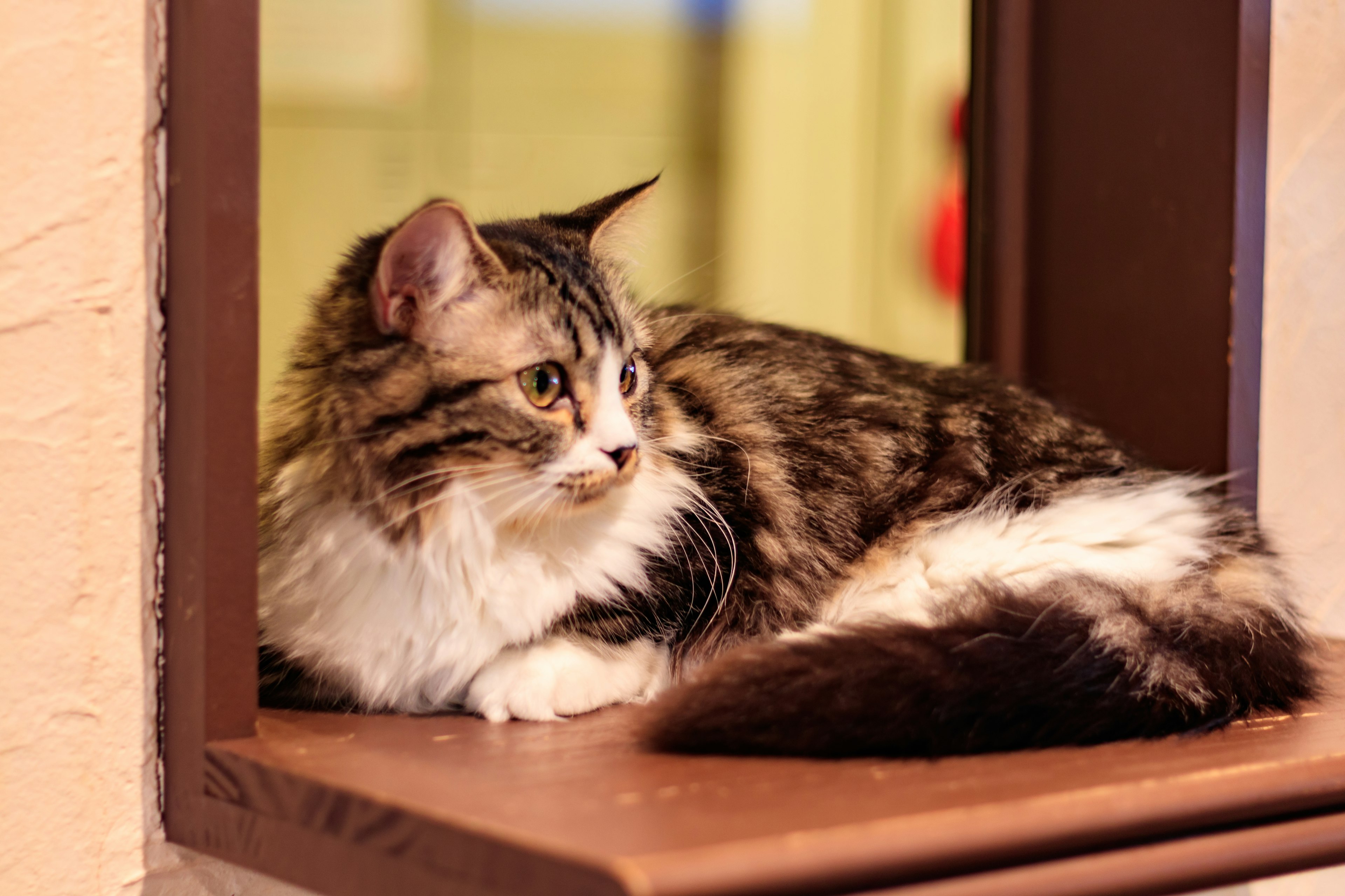 Kucing calico yang bersantai dengan tenang di ambang jendela