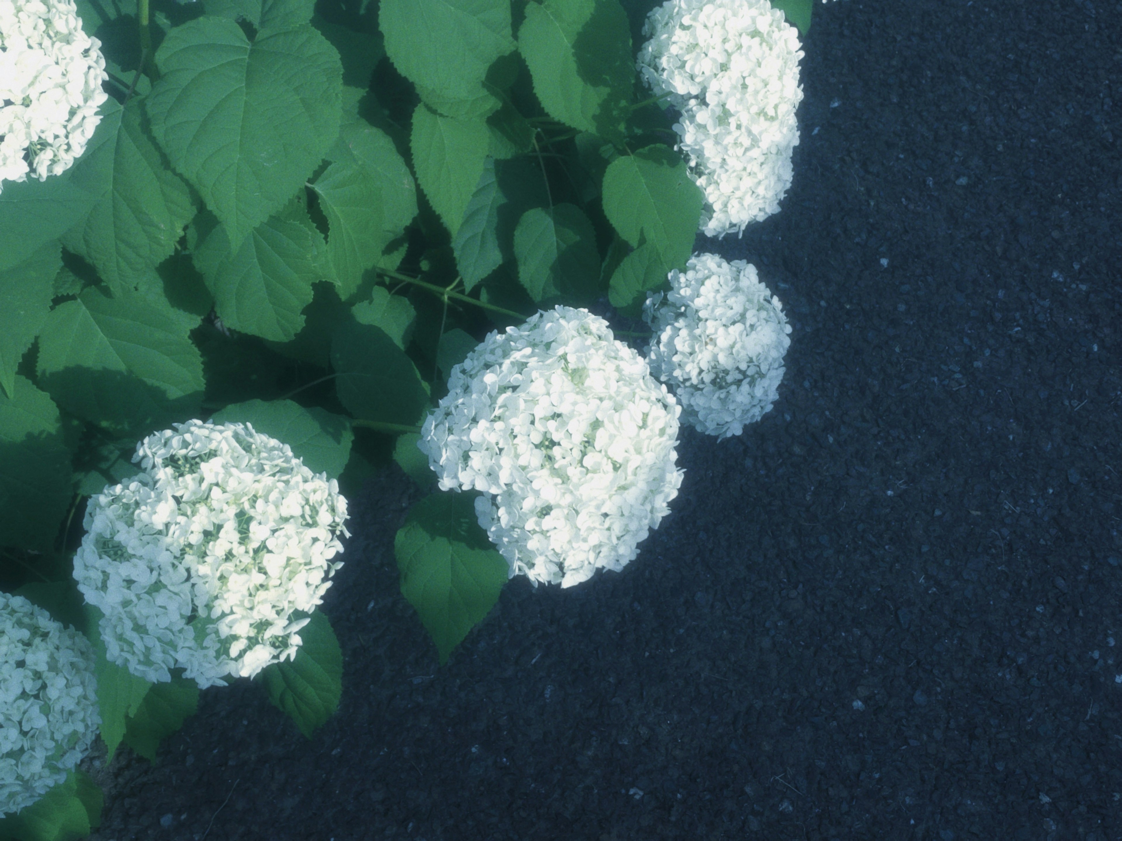 白い花と緑の葉が特徴的な植物のクローズアップ