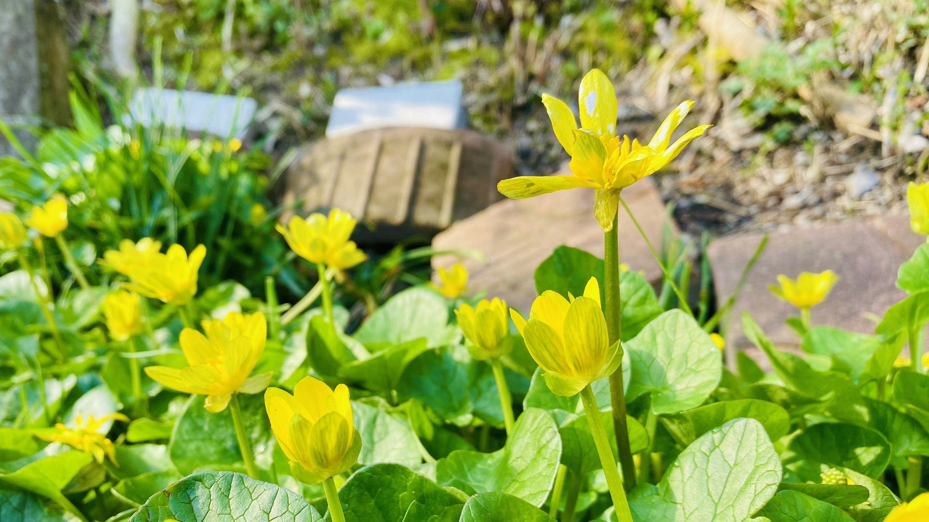 Haufen leuchtend gelber Blumen zwischen üppigem grünem Laub