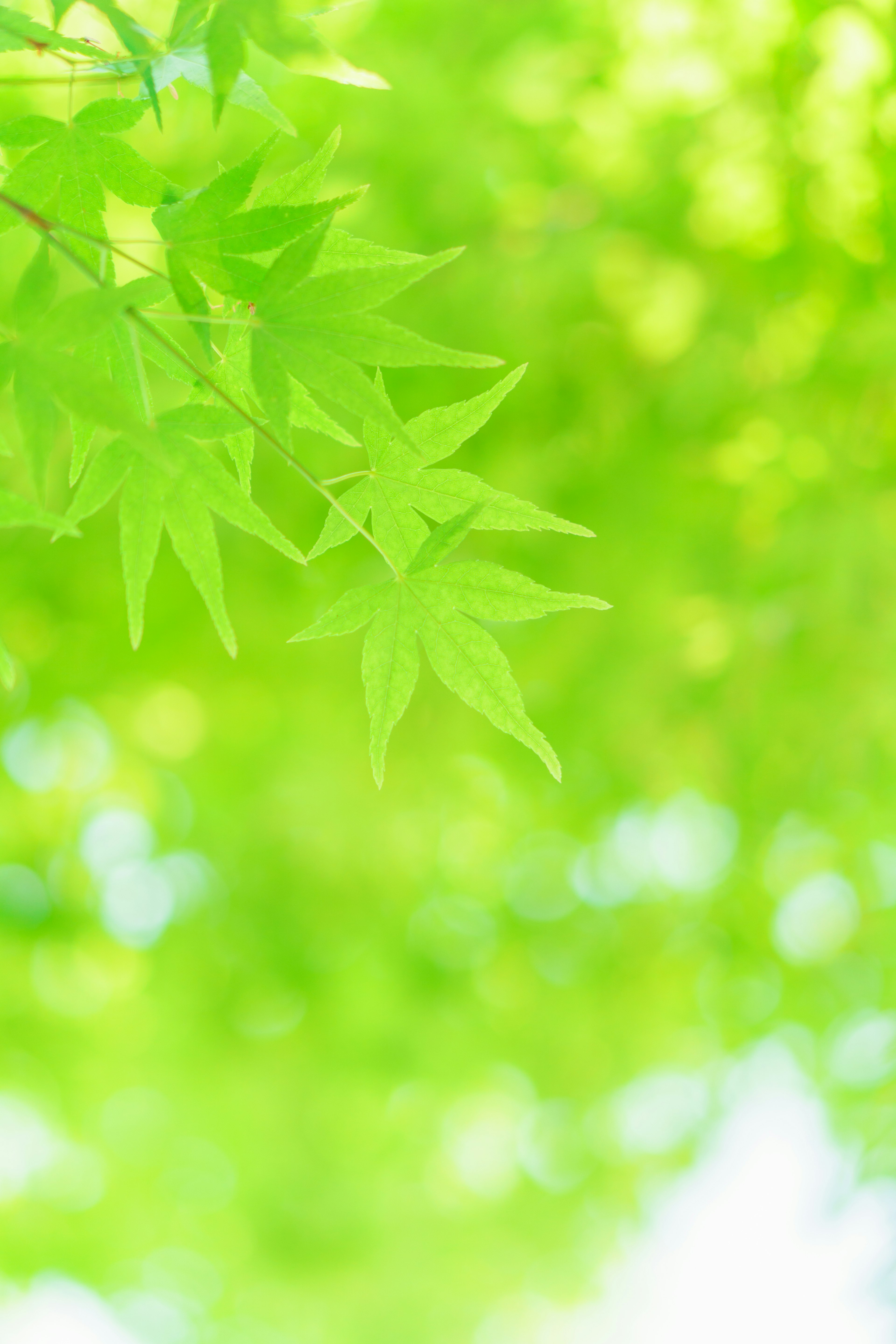 Hojas verdes vibrantes con luz suave filtrándose a través del fondo