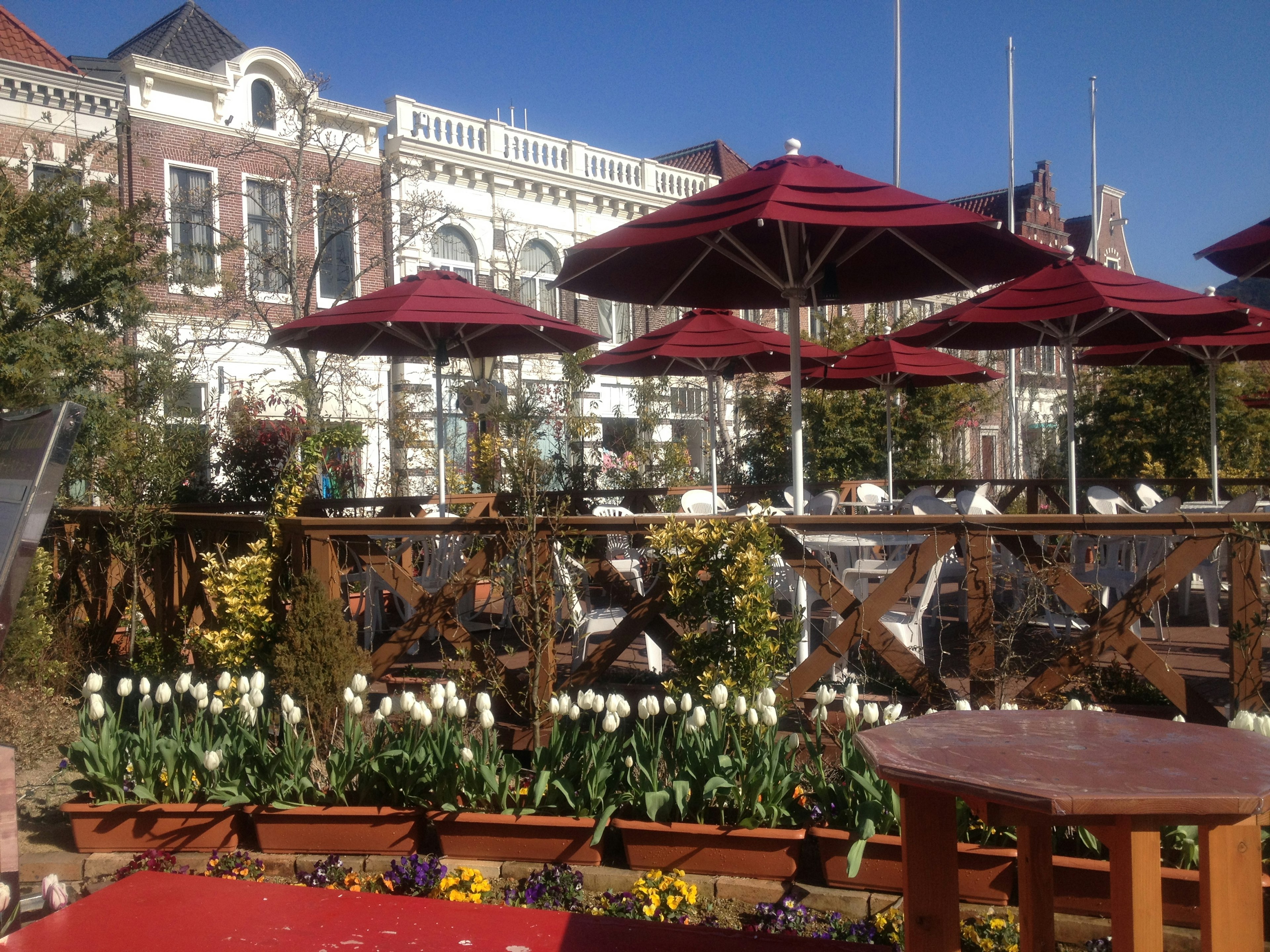 Außenterrasse eines Cafés mit roten Sonnenschirmen und blühenden weißen Tulpen