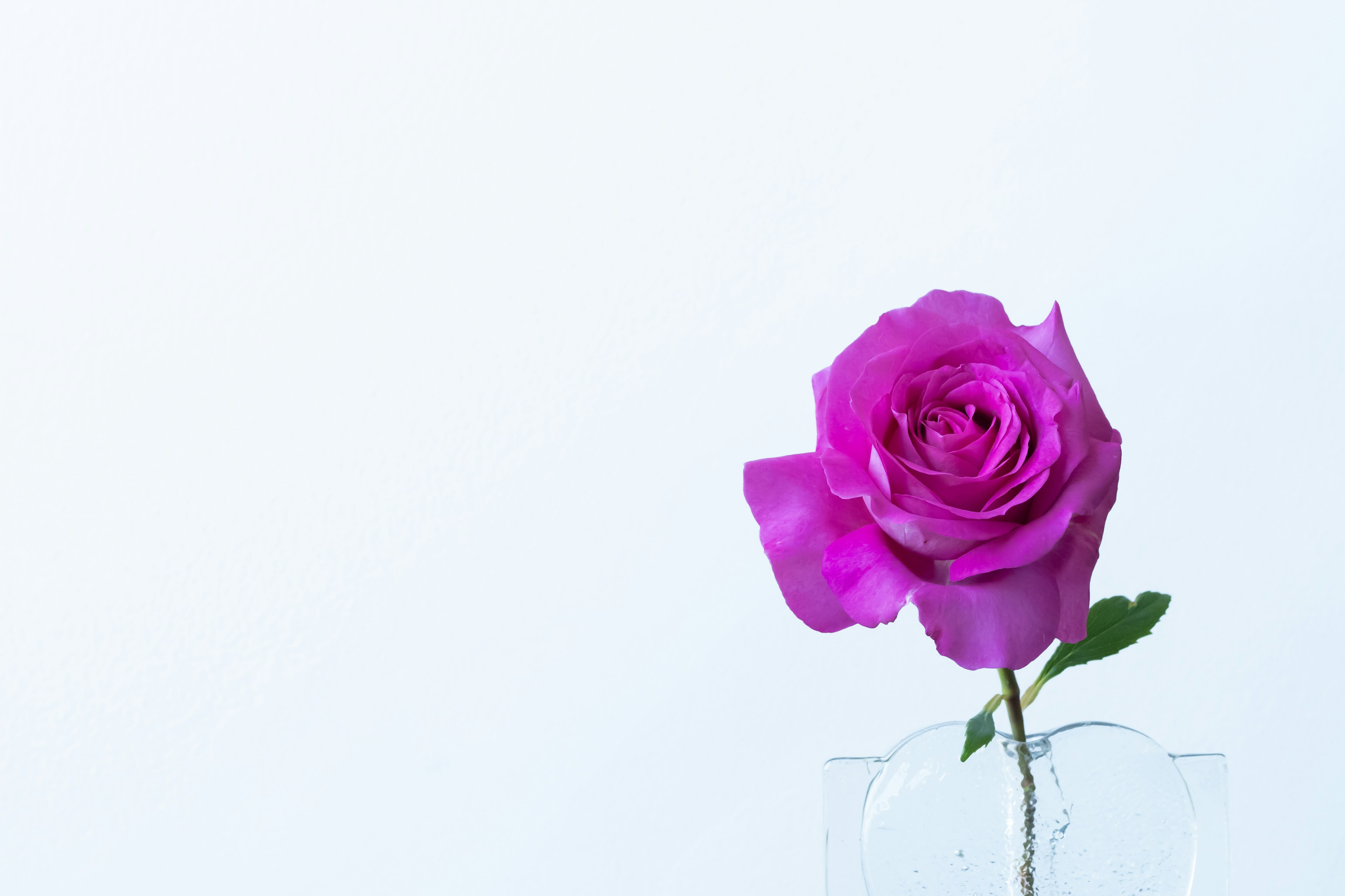 Rose rose vive dans un vase transparent