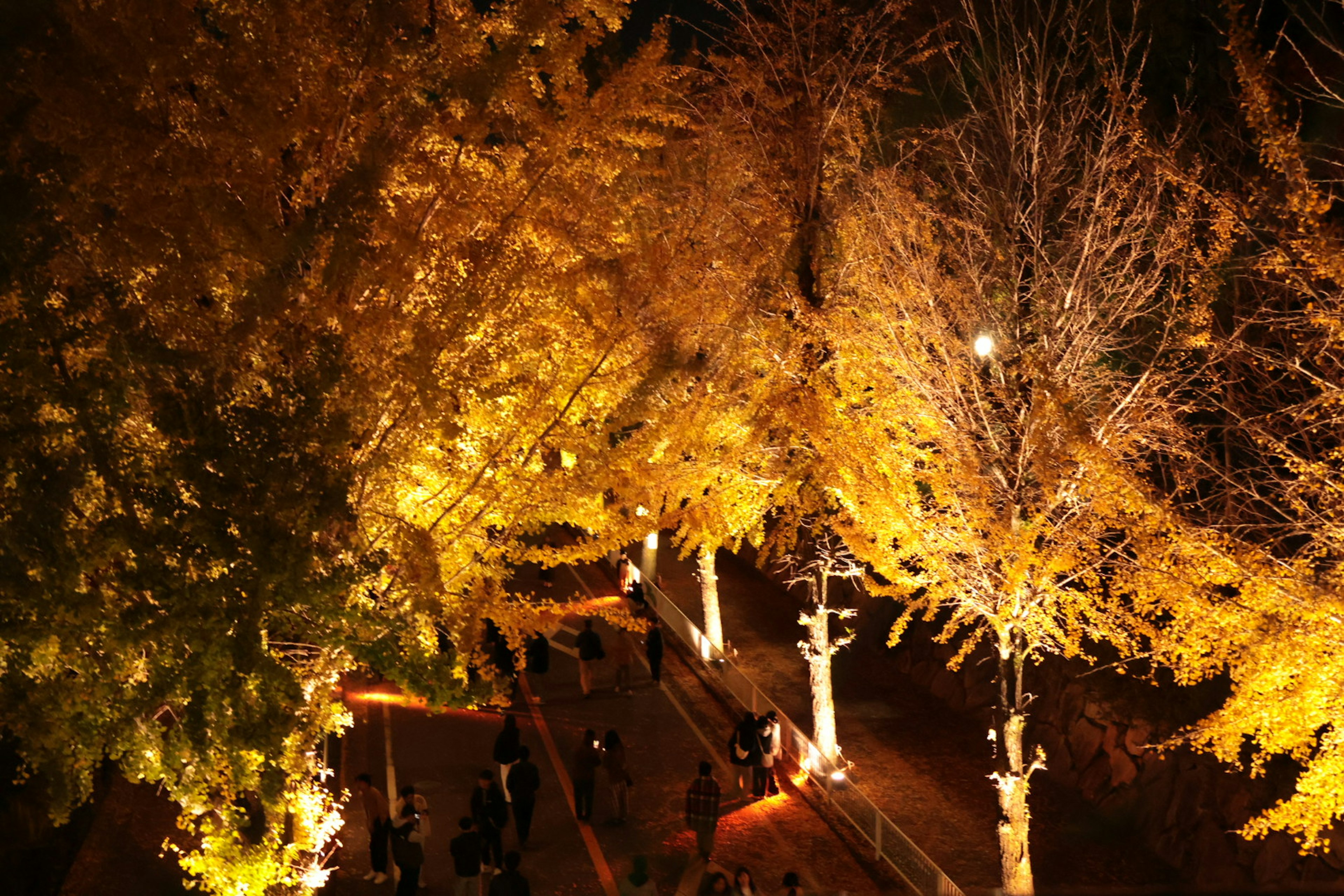 Illuminated ginkgo trees lining a path at night