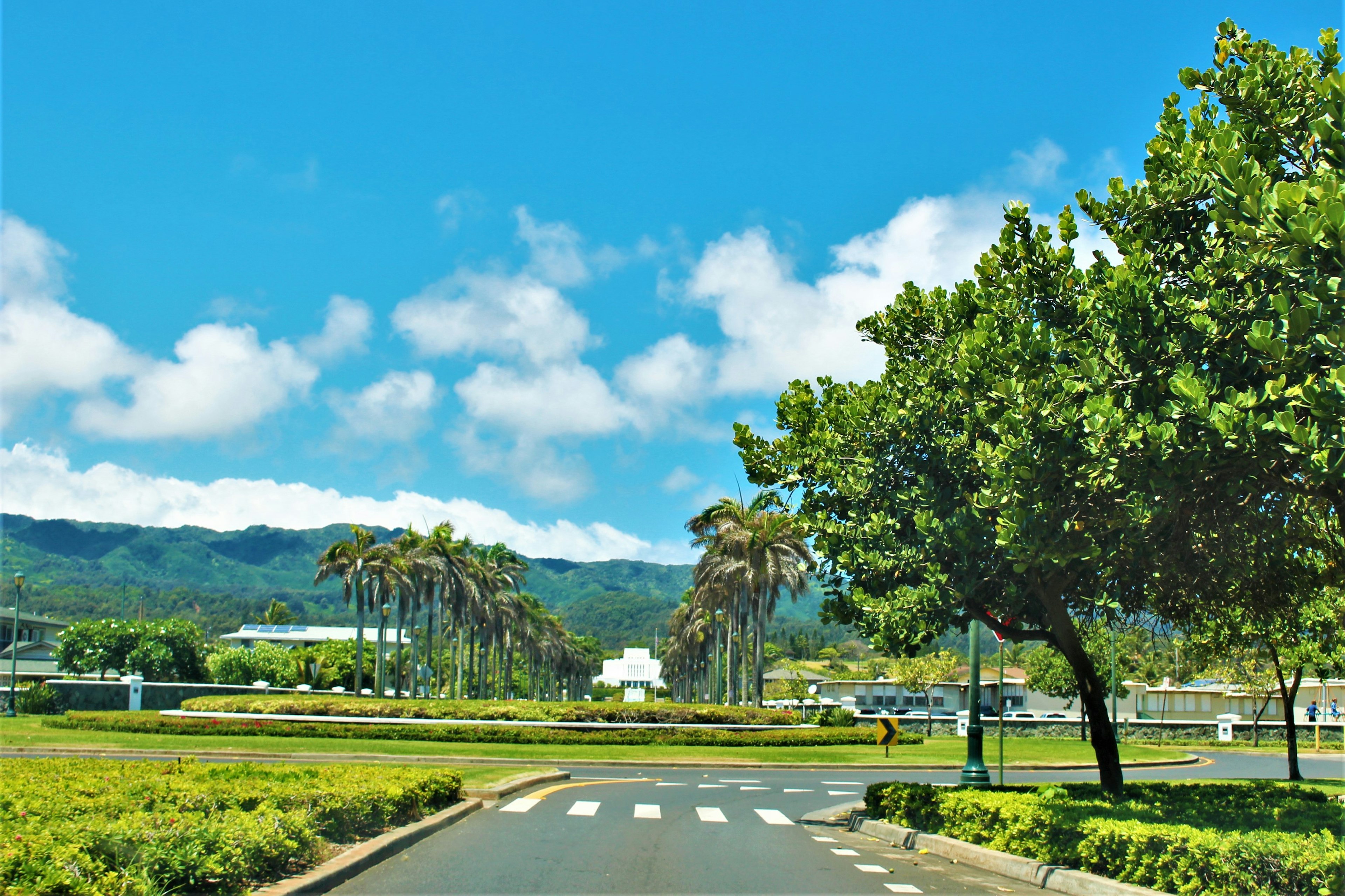 风景如画的蓝天和白云绿色树木和棕榈树沿着道路