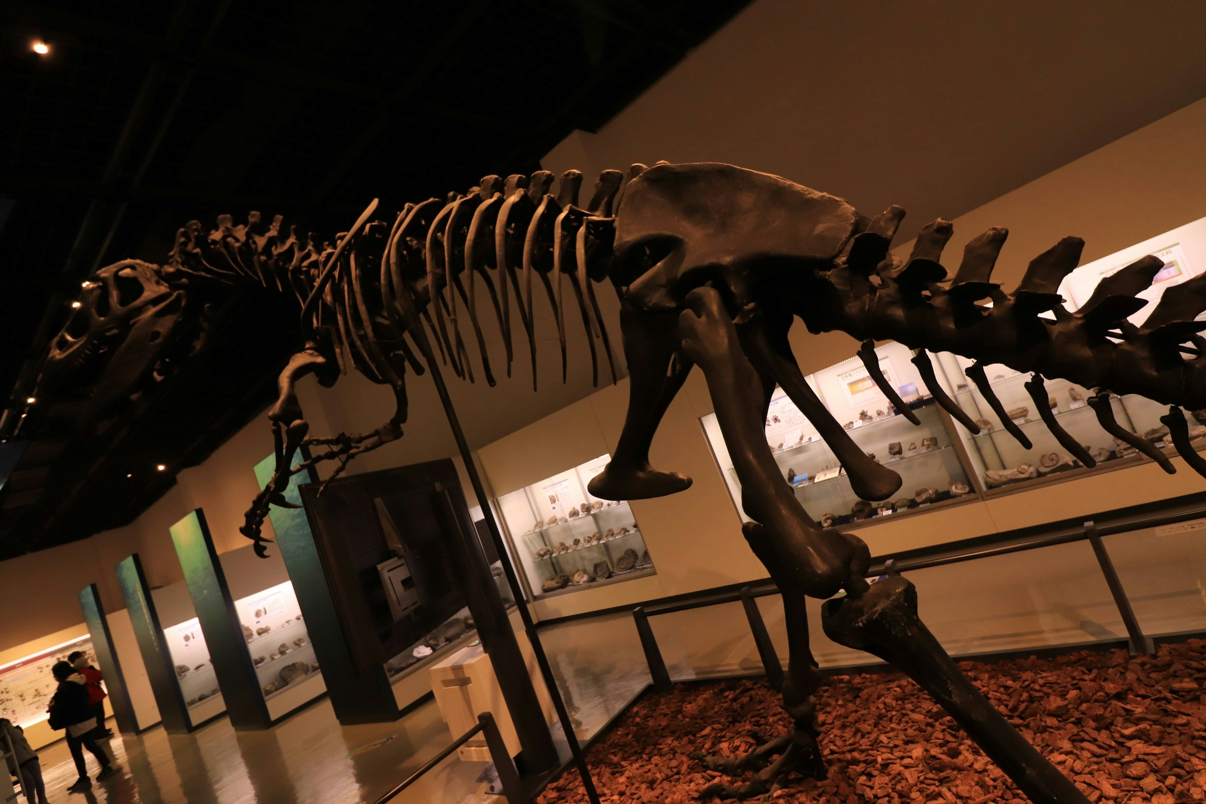 Dinosaur skeleton exhibit in a museum setting