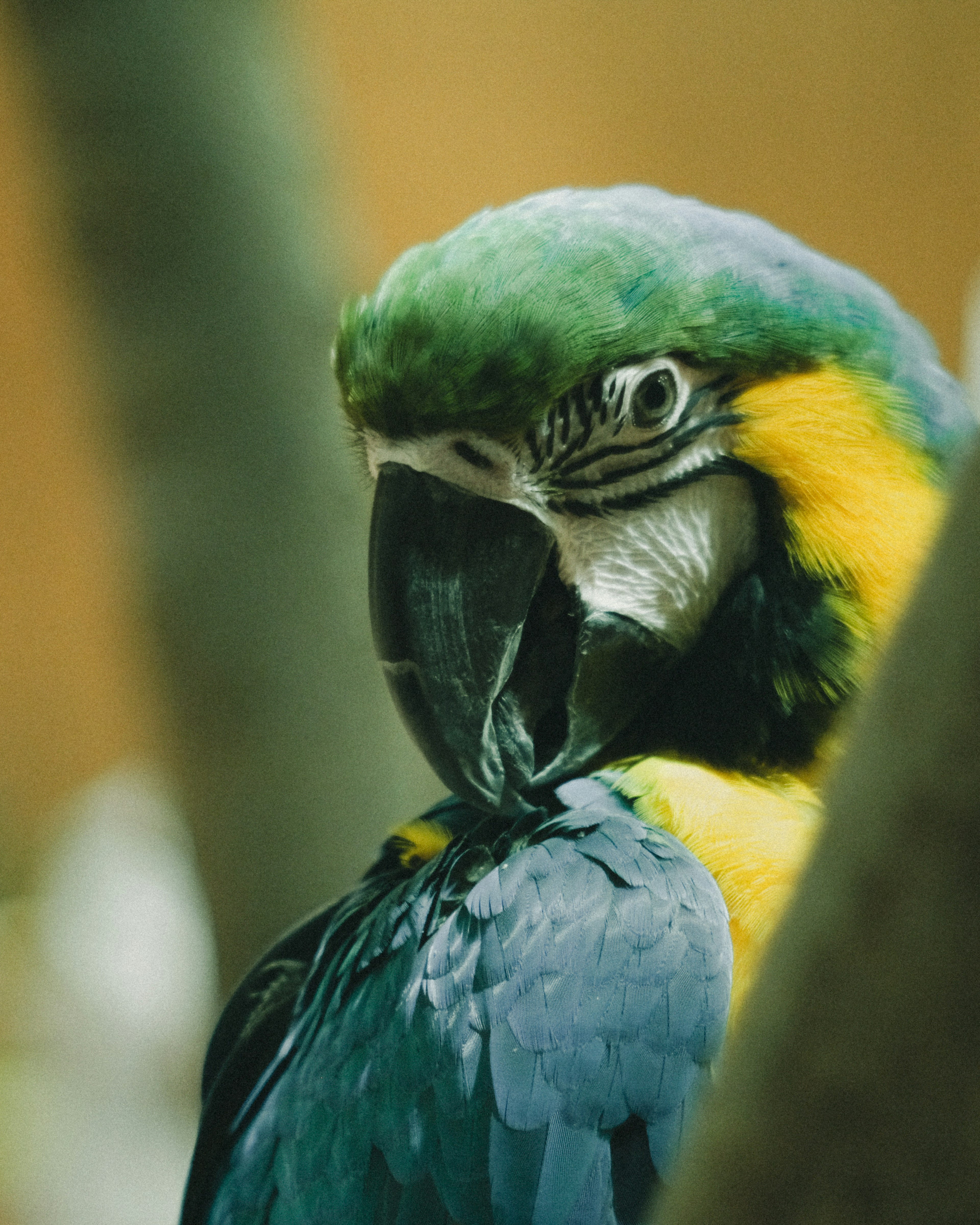 Close-up of a parrot with vibrant blue and green feathers