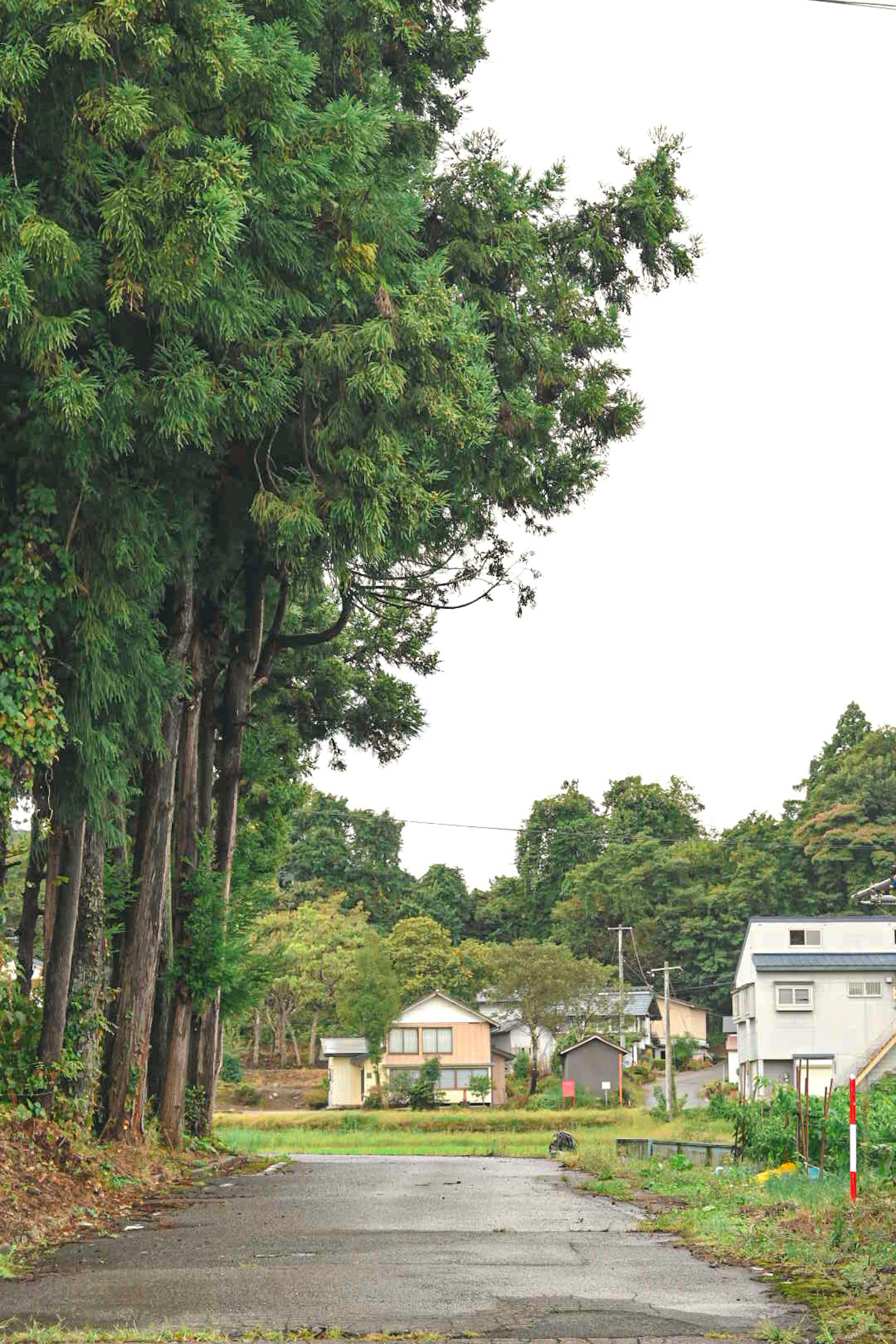 A quiet road lined with green trees and houses in the background