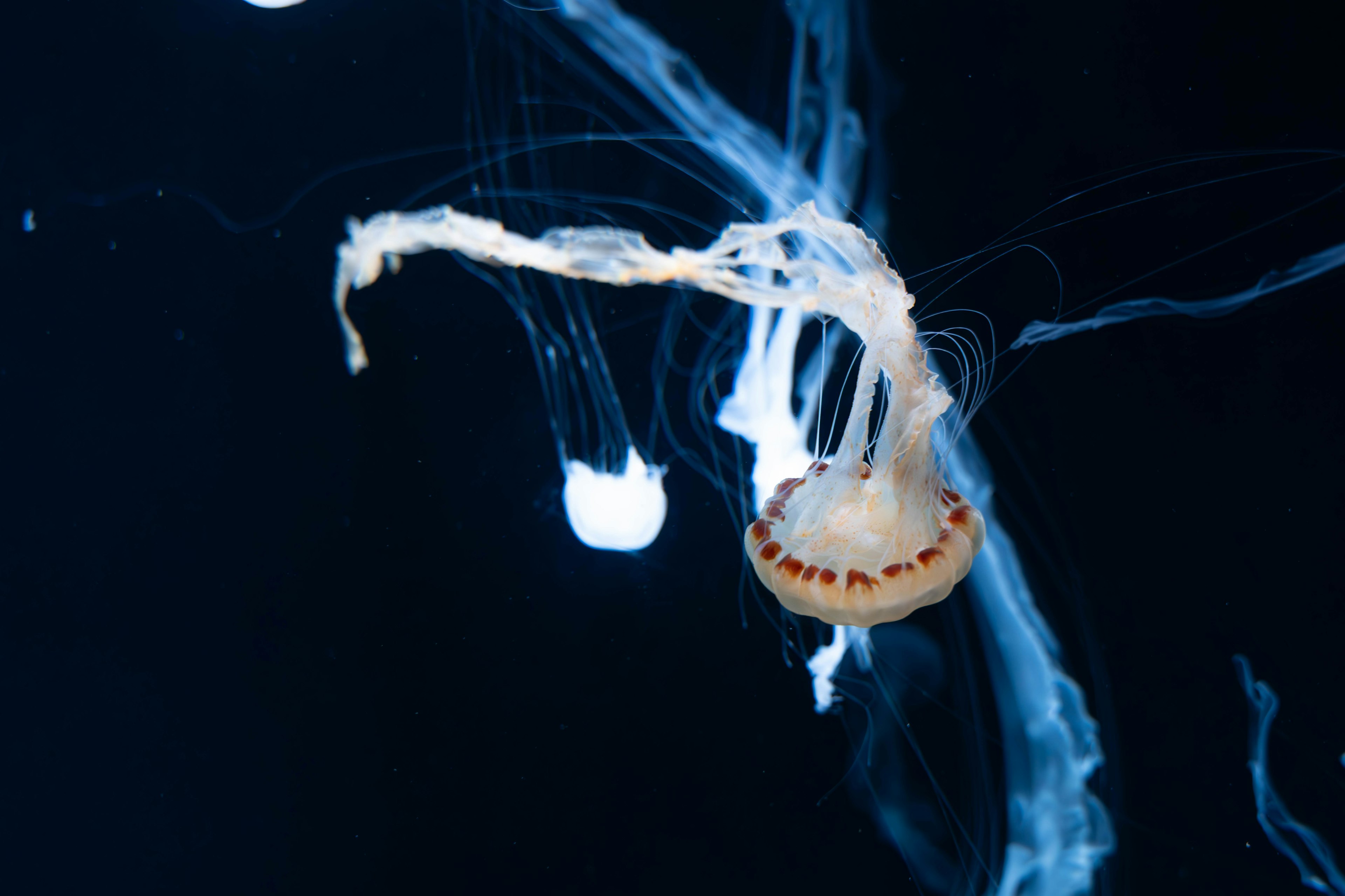 Anmutige Qualle schwimmt vor einem dunklen blauen Hintergrund mit fließenden Tentakeln