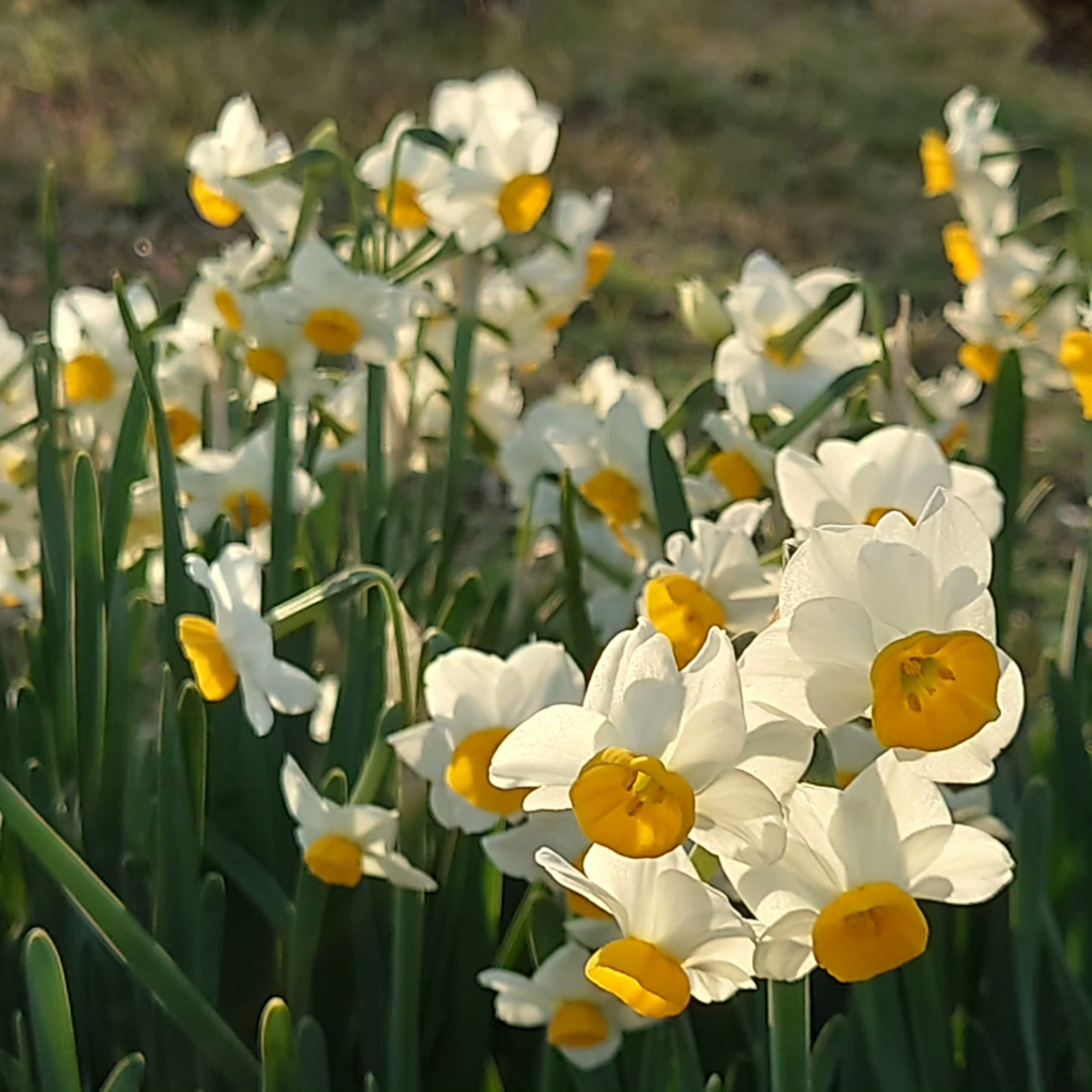 Cluster of white daffodils with yellow centers in a natural setting