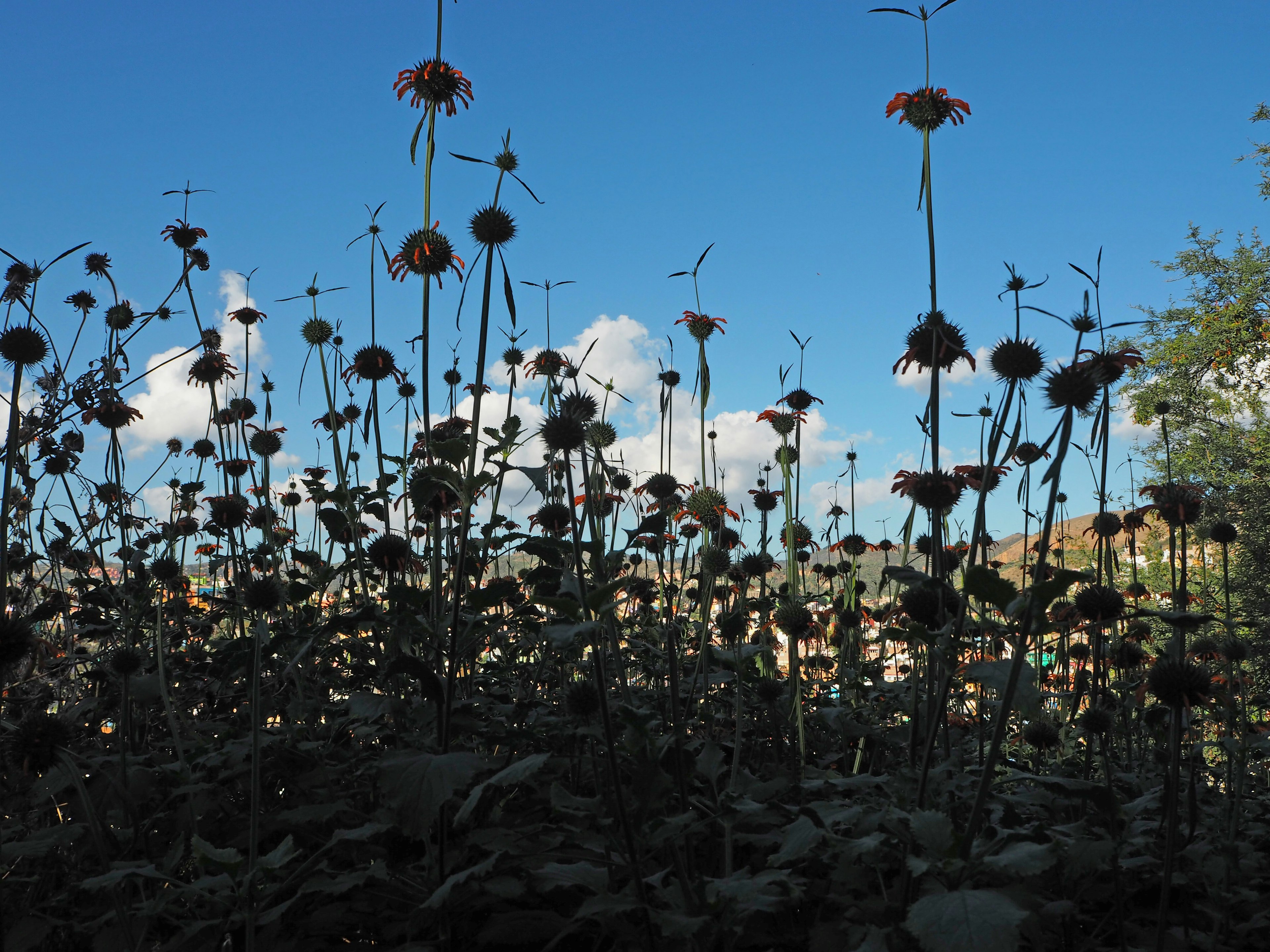 Silhouette von hohen Blumen vor blauem Himmel