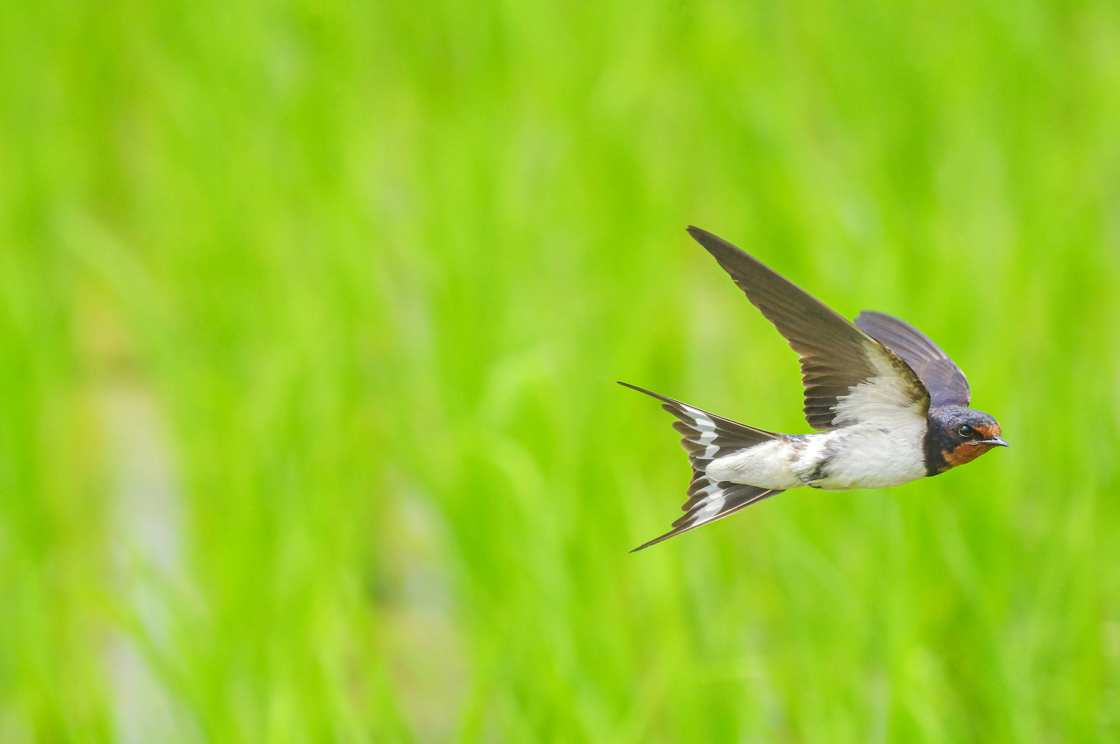 Ein lebhafter Schwalbe, die über ein grünes Reisfeld fliegt