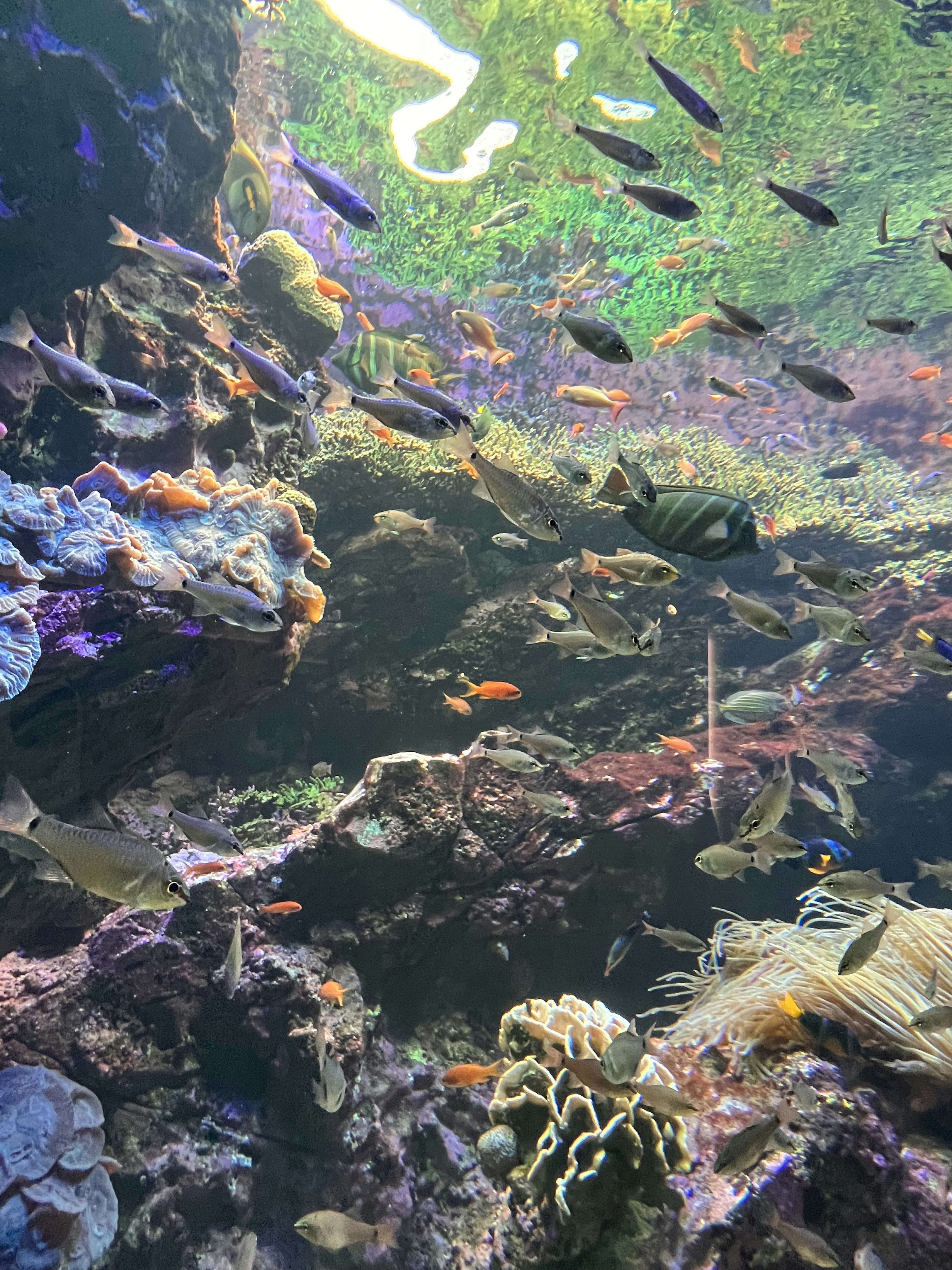 Colorful fish swimming in a beautiful underwater landscape