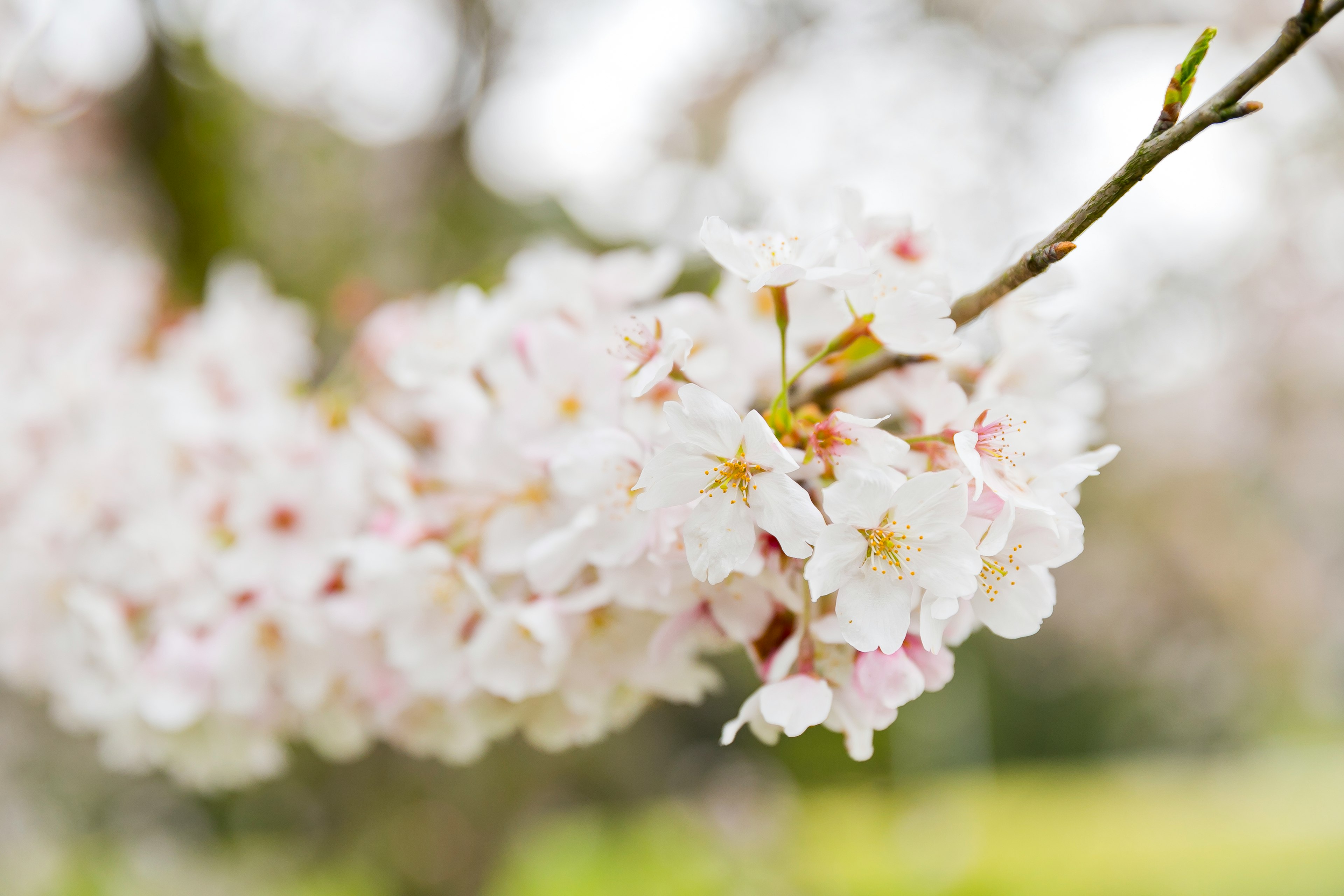 Close-up bunga sakura di cabang