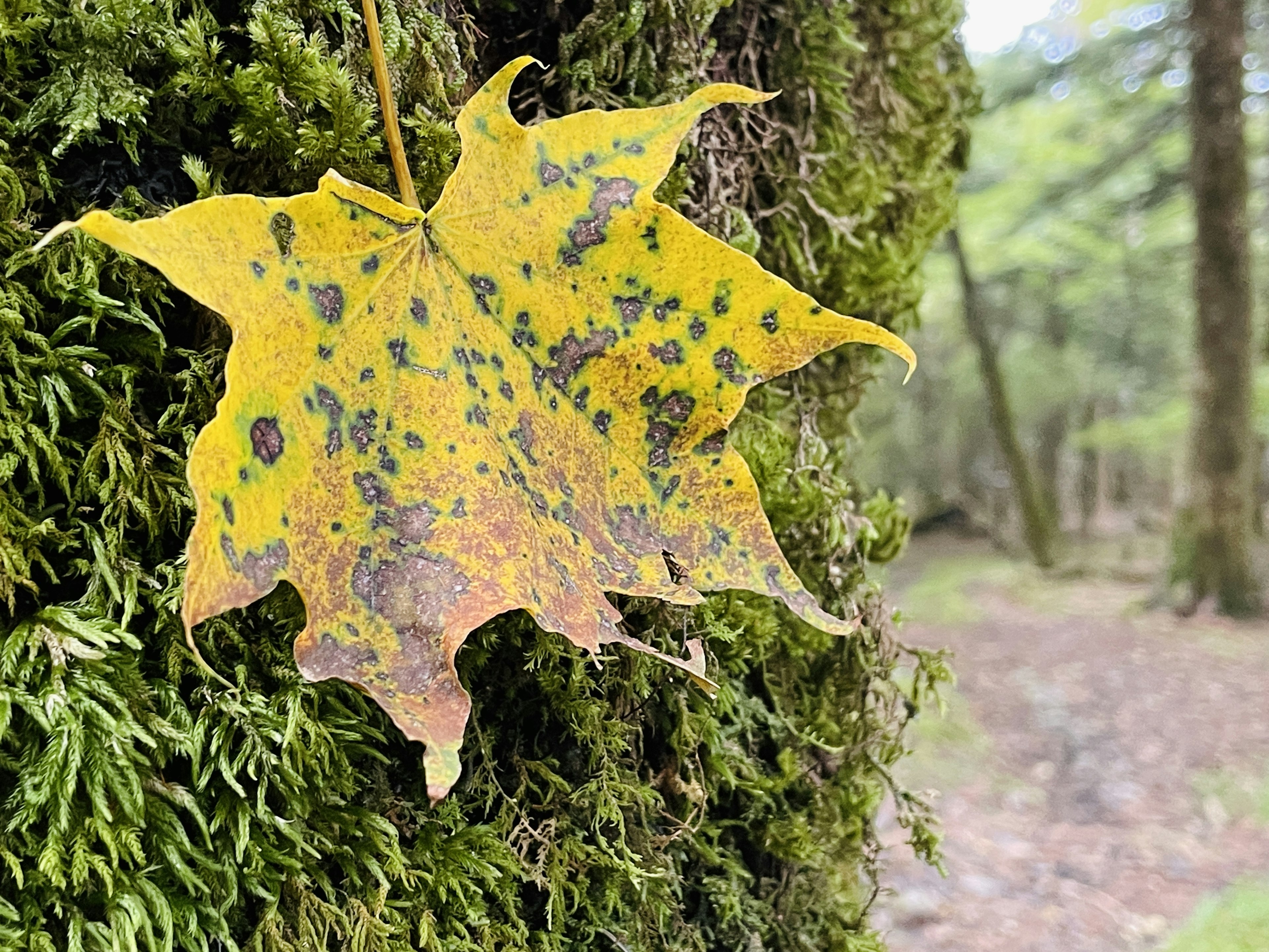 緑の苔の上にある黄色い葉っぱのクローズアップ、斑点が特徴的