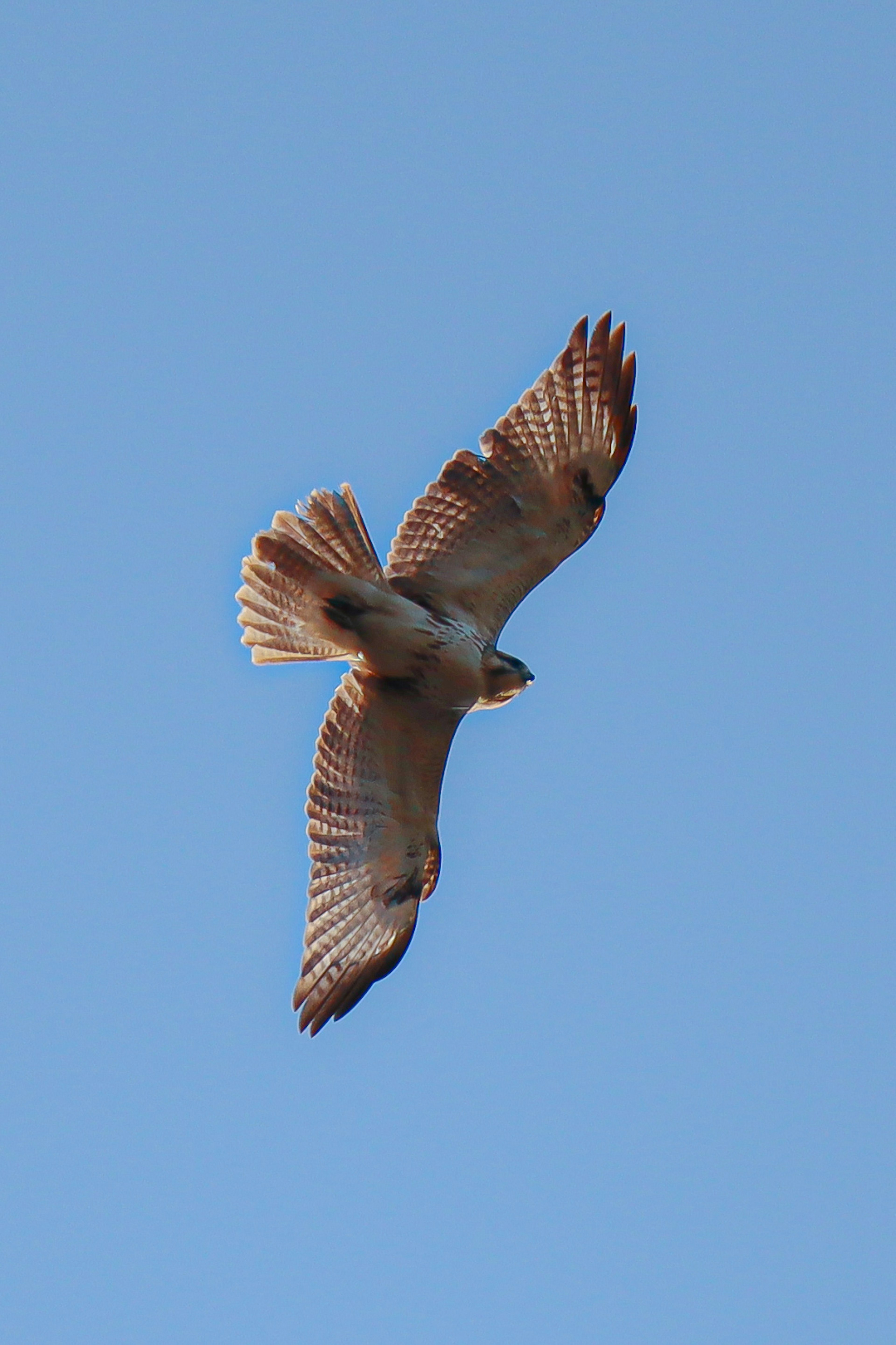 Harris' Falke schwebt vor blauem Himmel