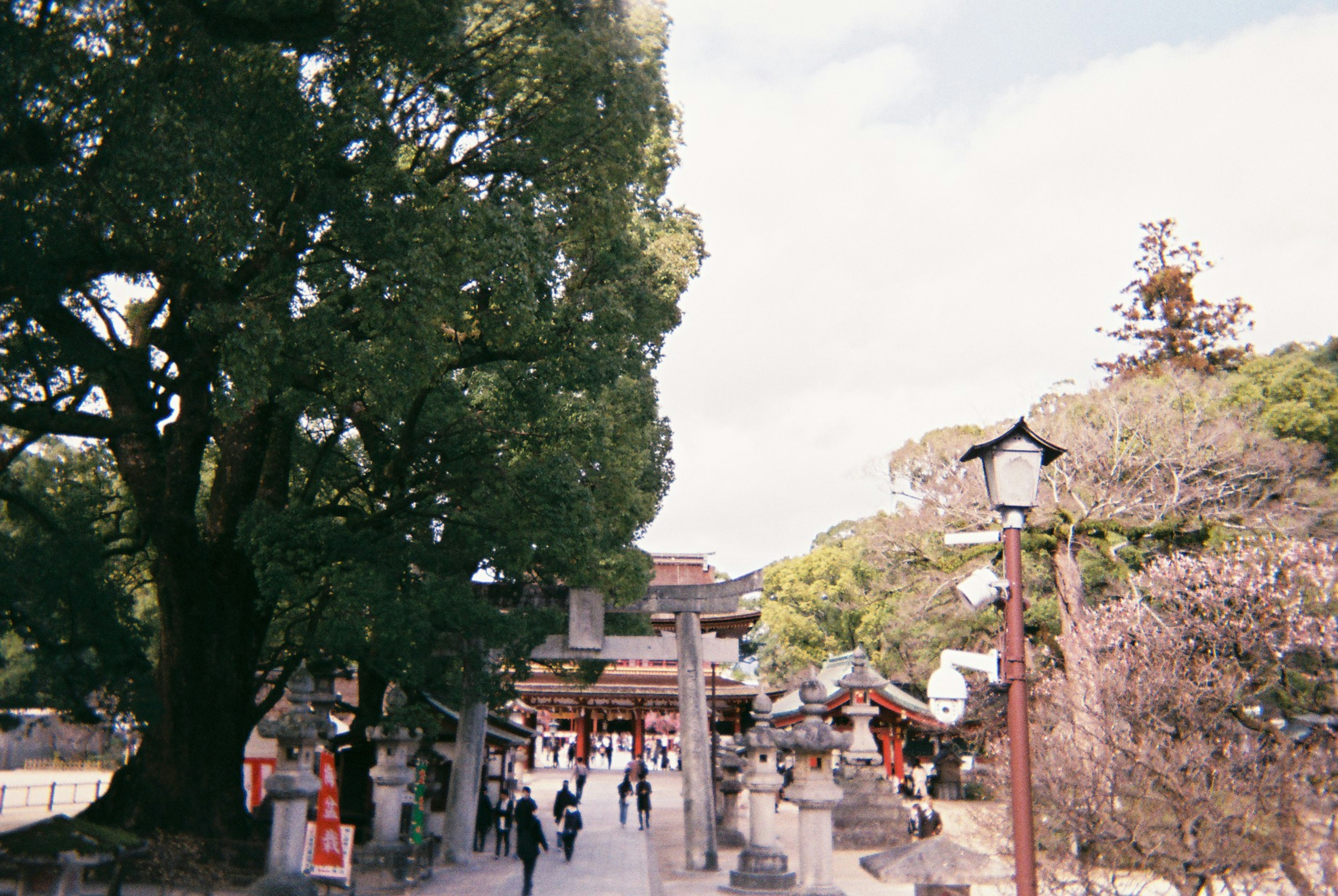 人々が歩いている神社の入り口と大きな木