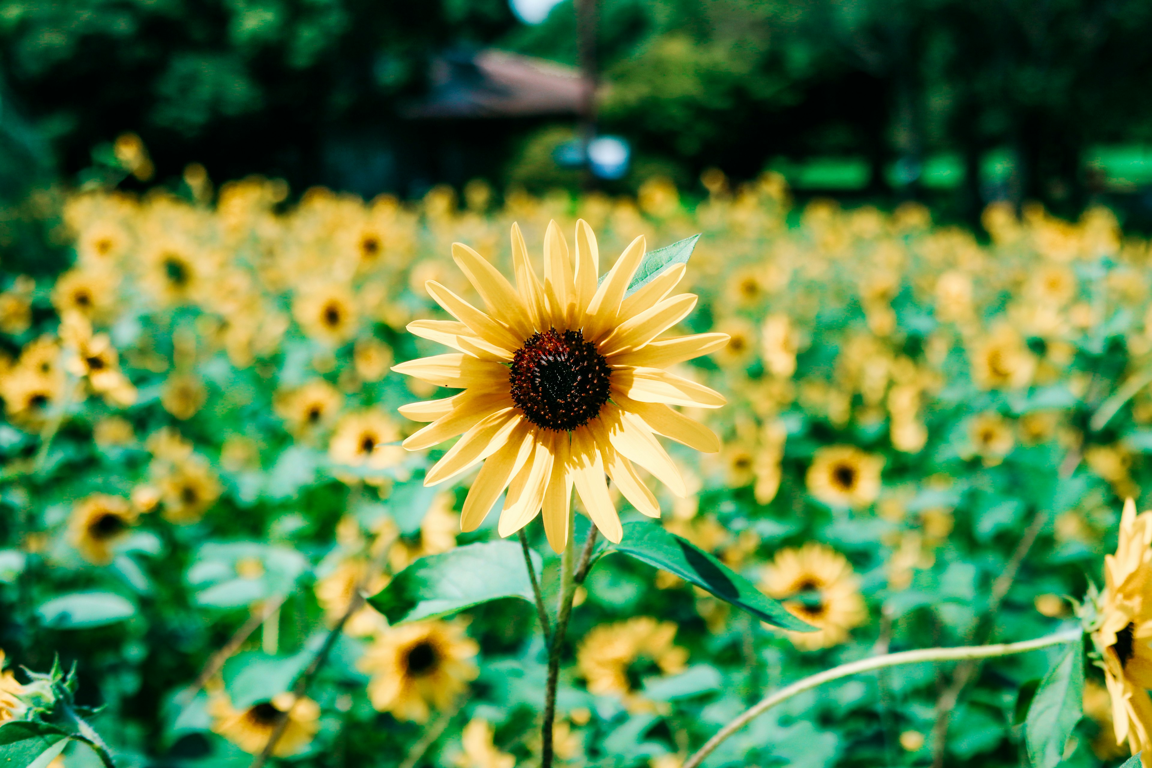 Helle Sonnenblume blüht auf einem grünen Feld