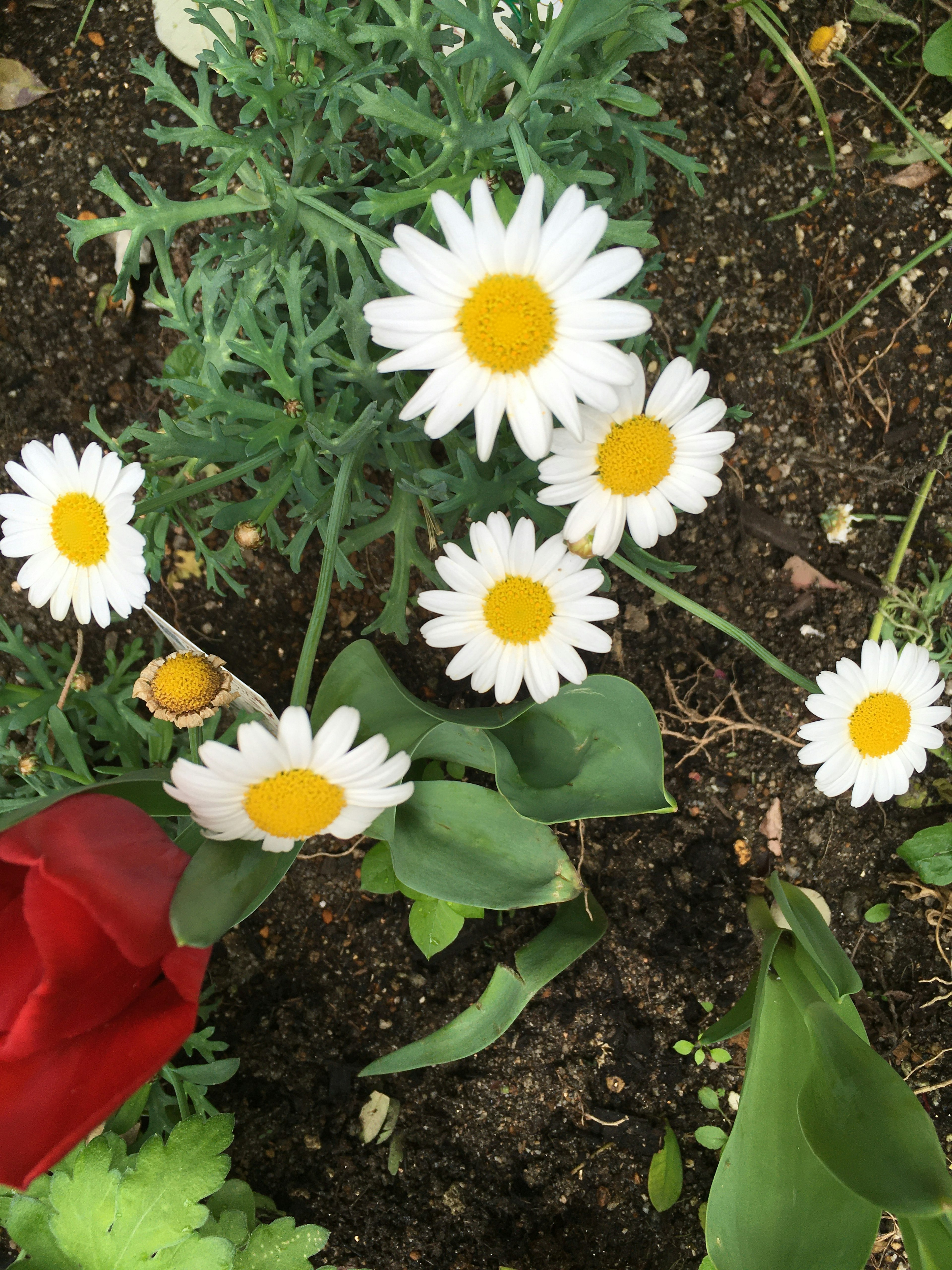 Gambar bunga daisy dengan kelopak putih dan pusat kuning mekar di tanah