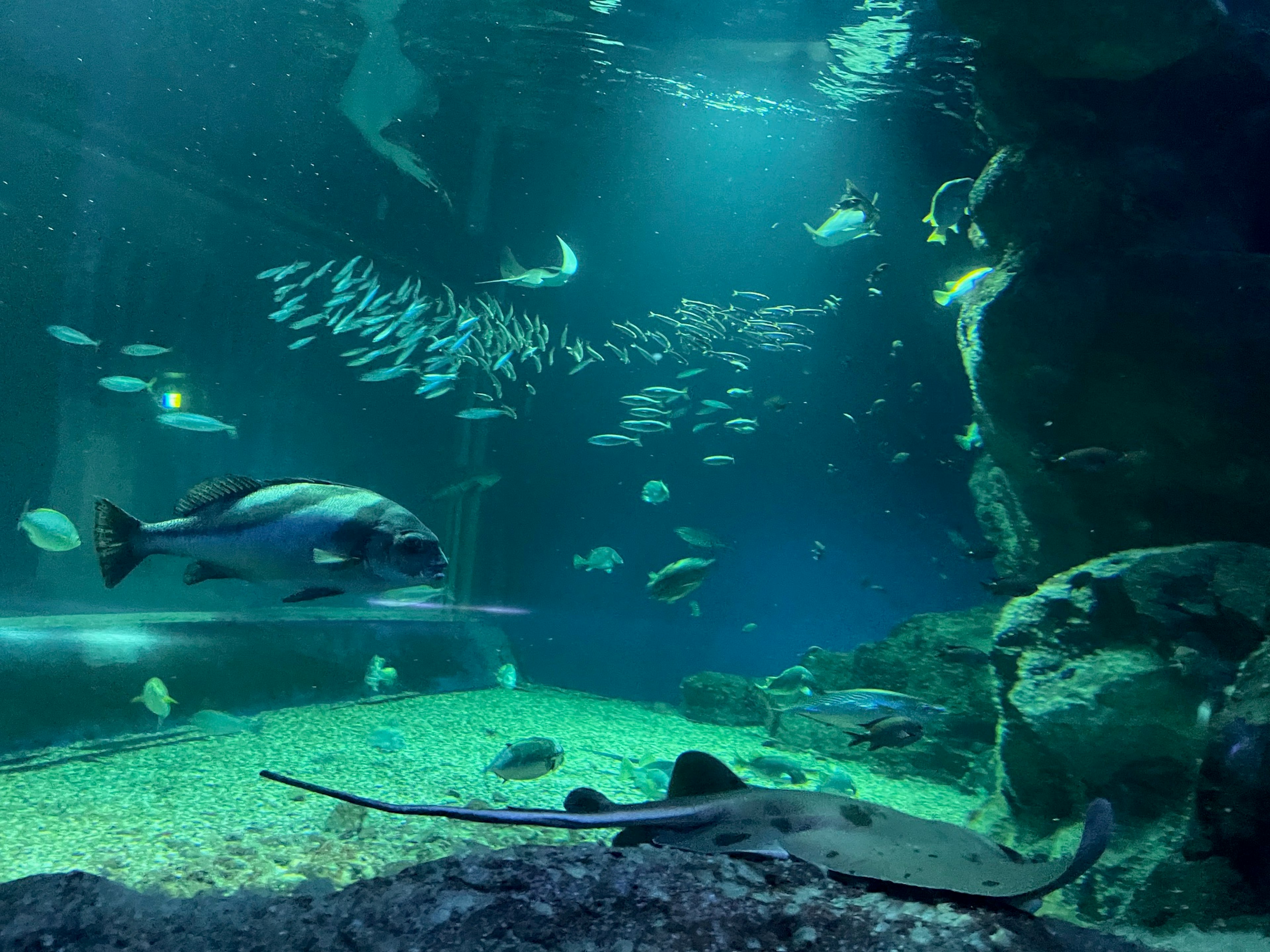 Aquarium scene with a variety of fish and a ray swimming in blue water