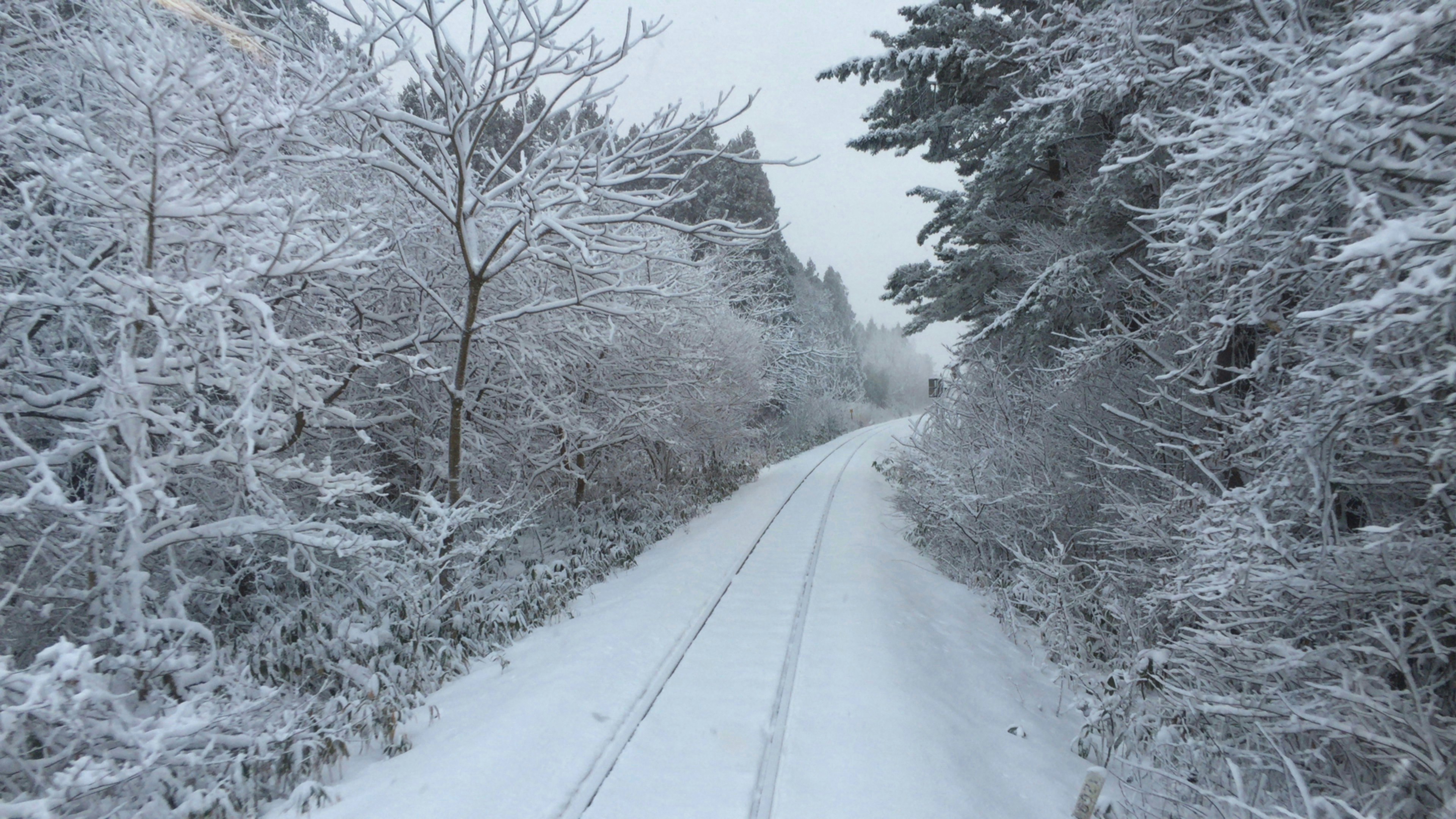 Chemin enneigé avec des arbres de chaque côté dans un paysage d'hiver