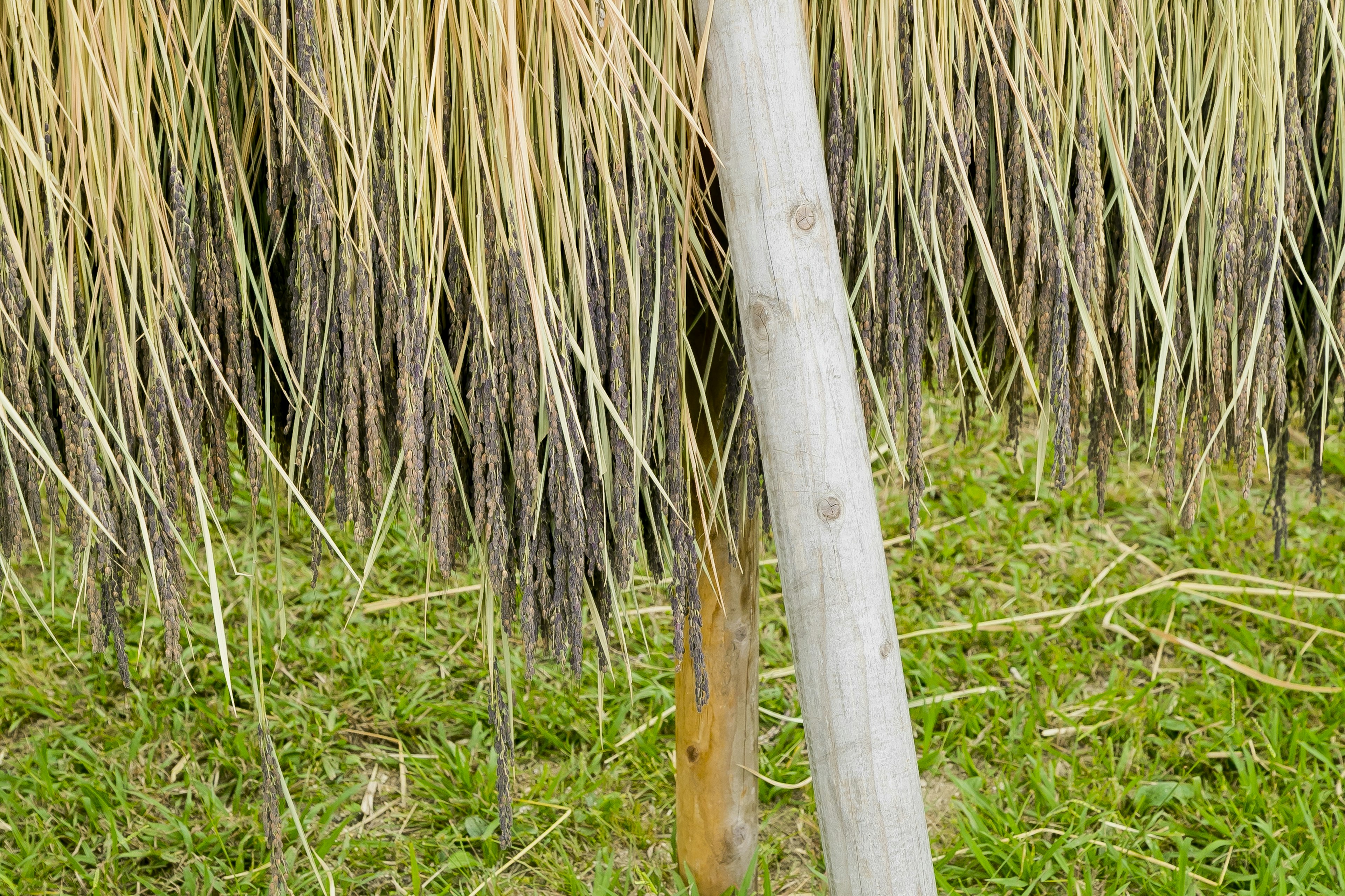 草の背後に立つ木の柱と干し草