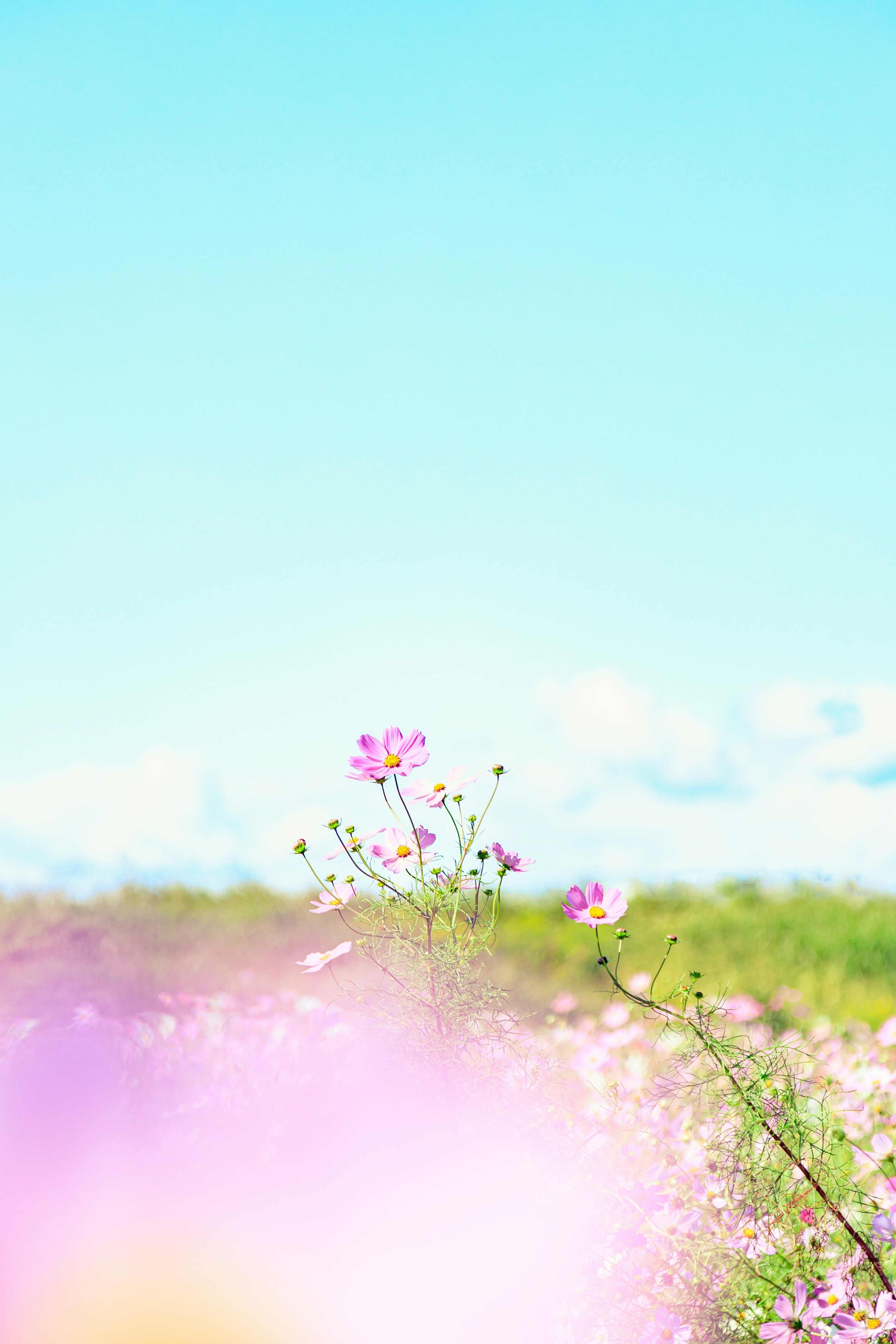 Ein Feld von Kosmosblumen unter einem klaren blauen Himmel