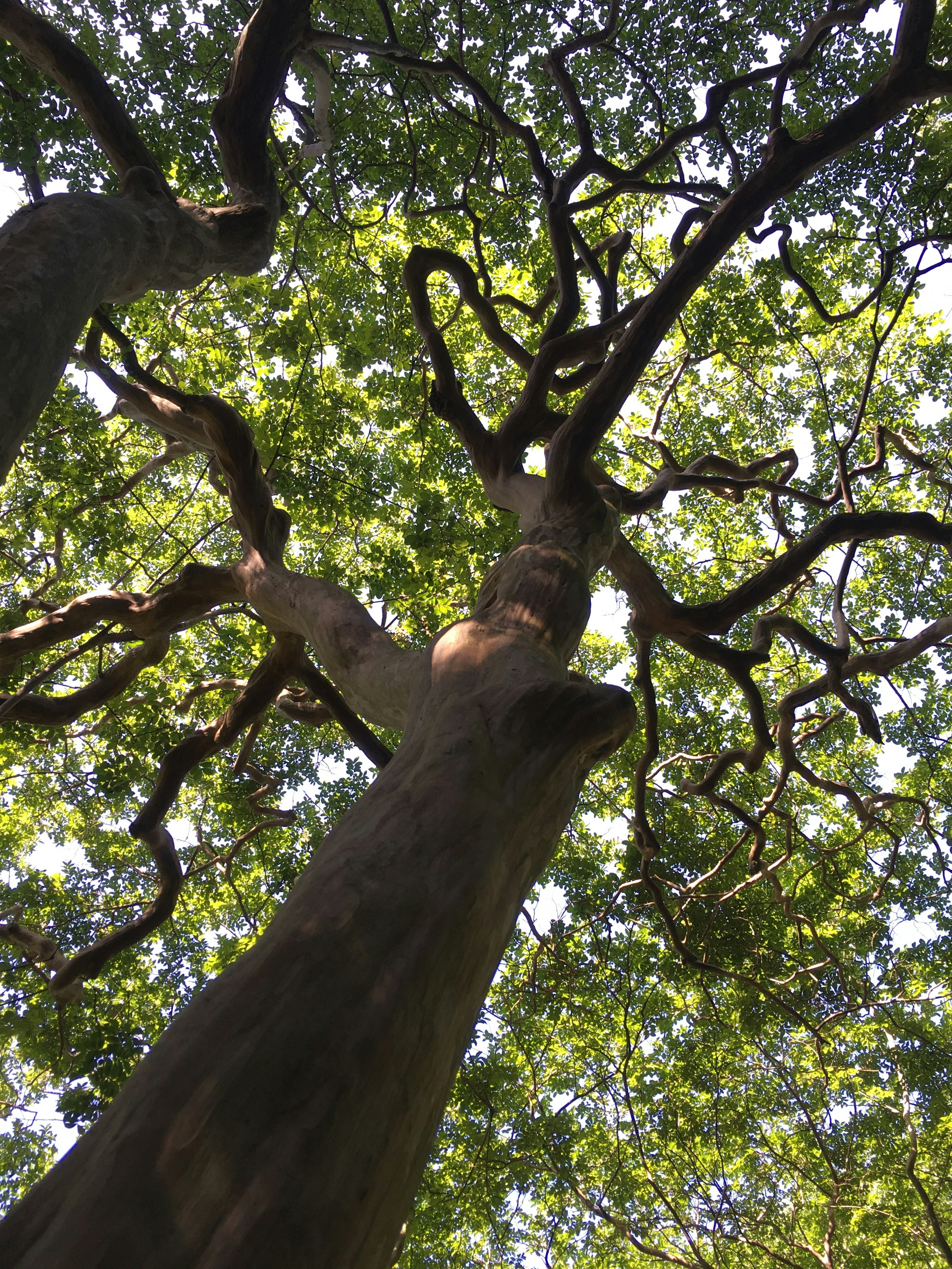 Blick von unten auf einen Baum mit komplizierten Ästen und grünen Blättern