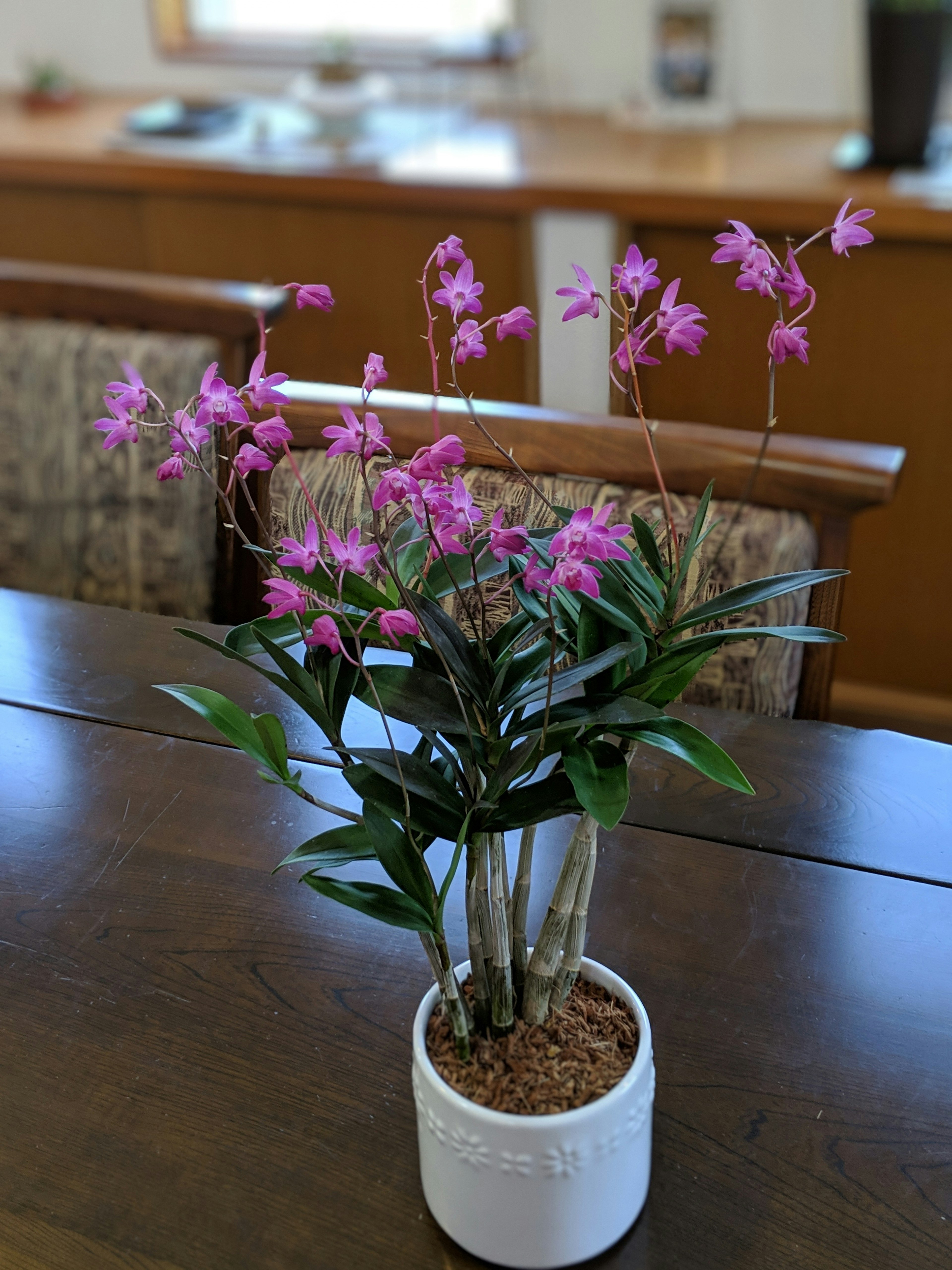 Una planta en maceta con flores rosas sobre una mesa de madera