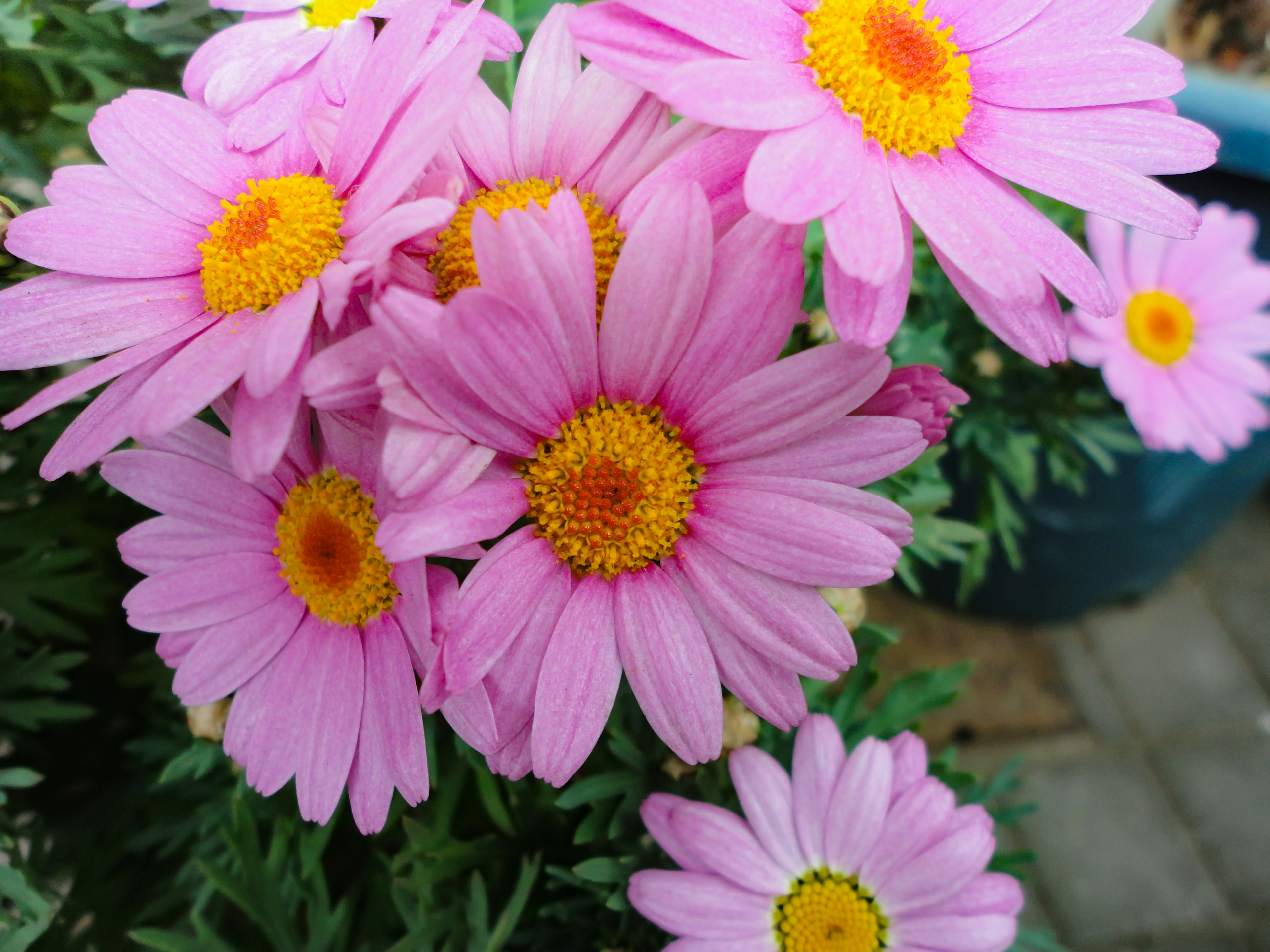 Bunga pink cerah dengan pusat kuning cerah dalam rangkaian