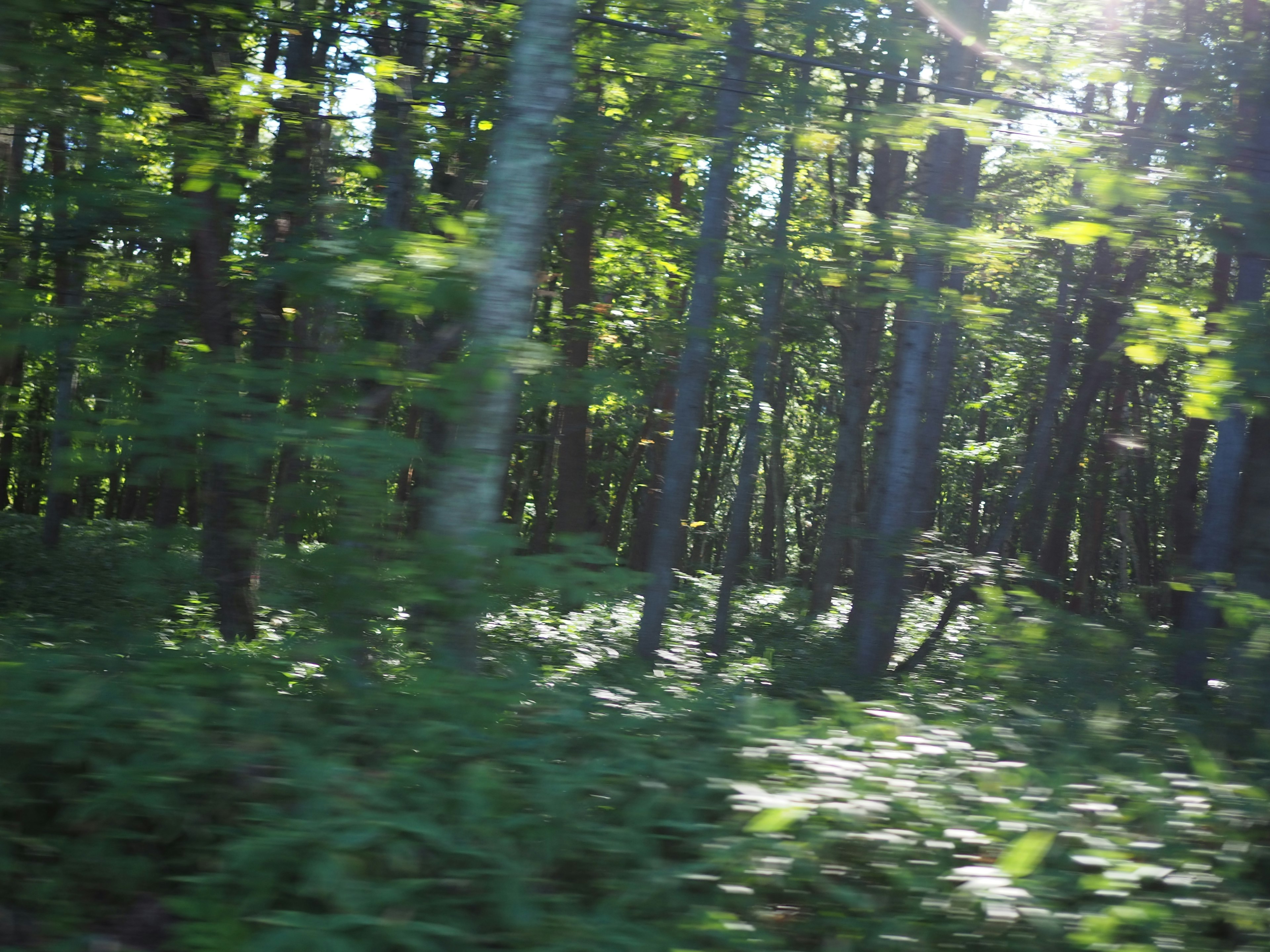 Escena de bosque con árboles verdes y luz filtrándose