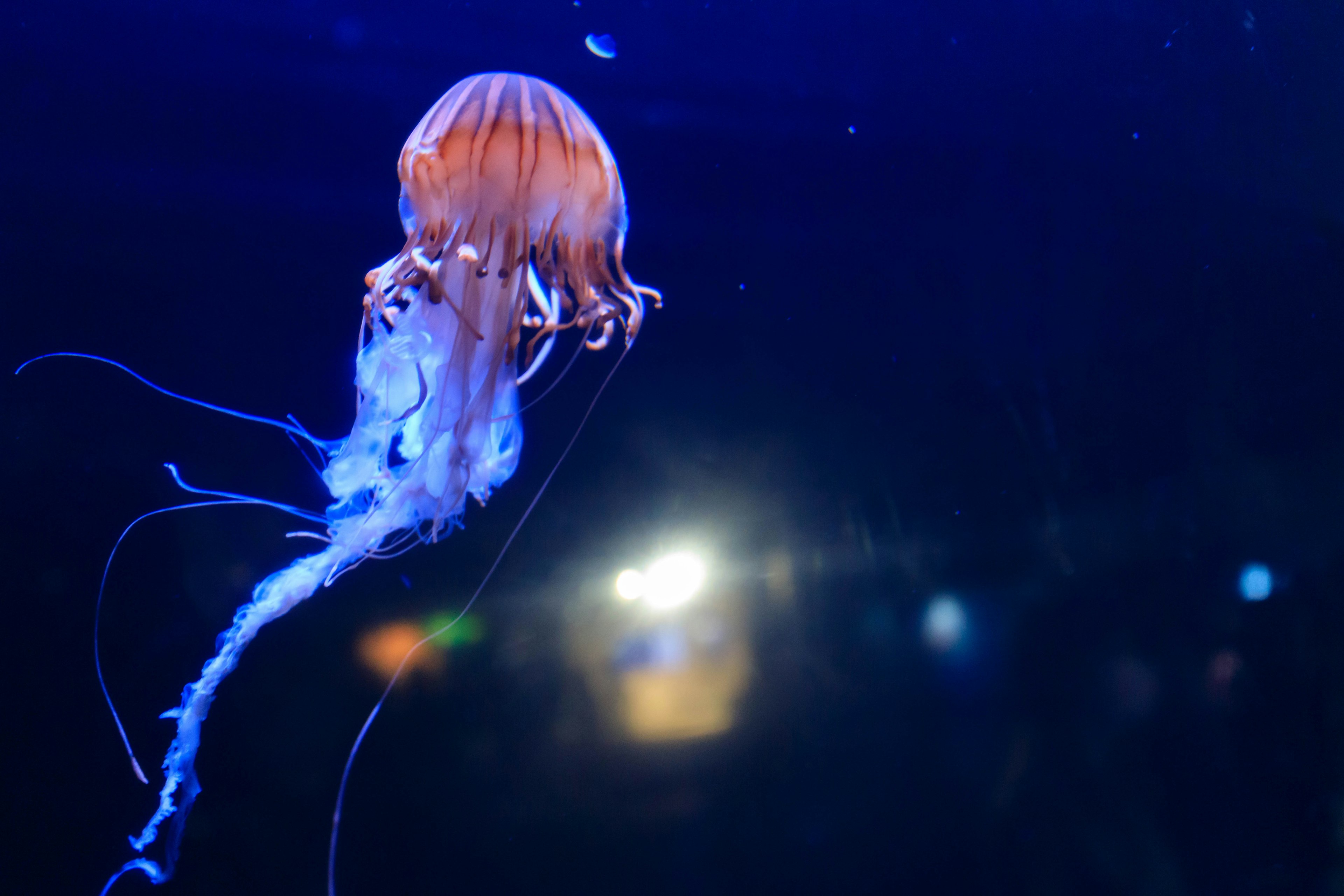 A jellyfish floating in blue water viewed from behind