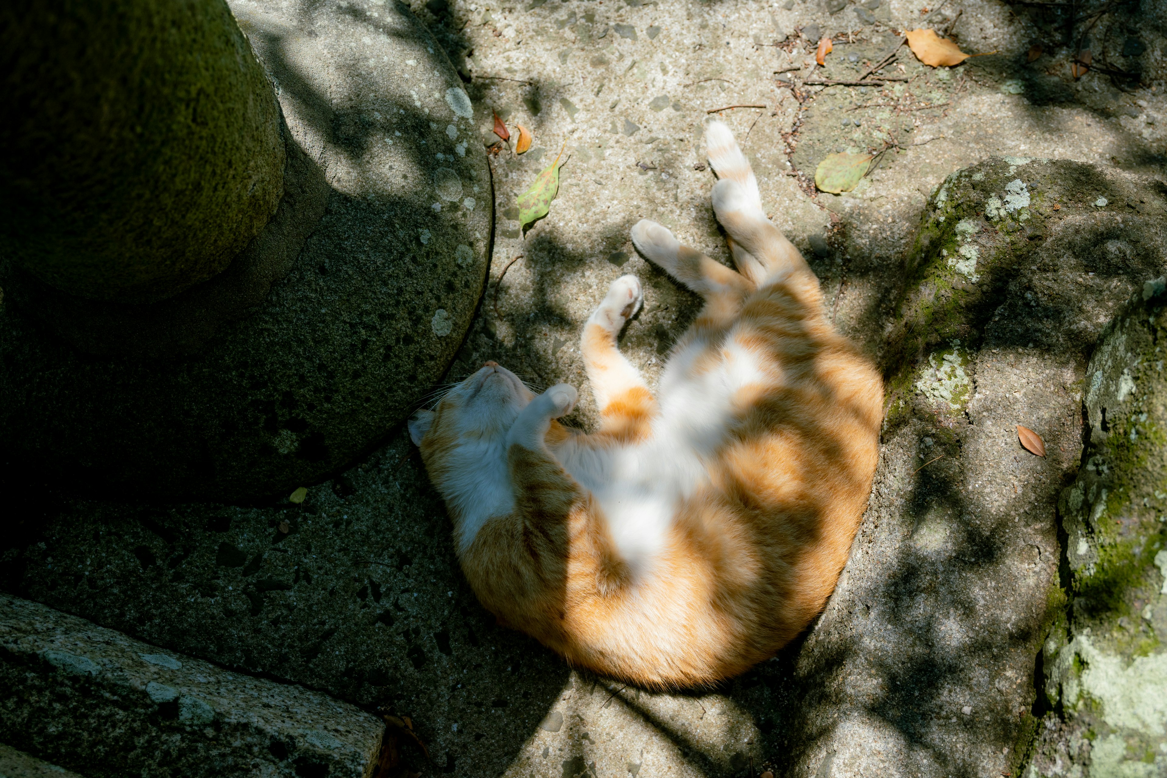 Silhouette di un gatto arancione che dorme al sole