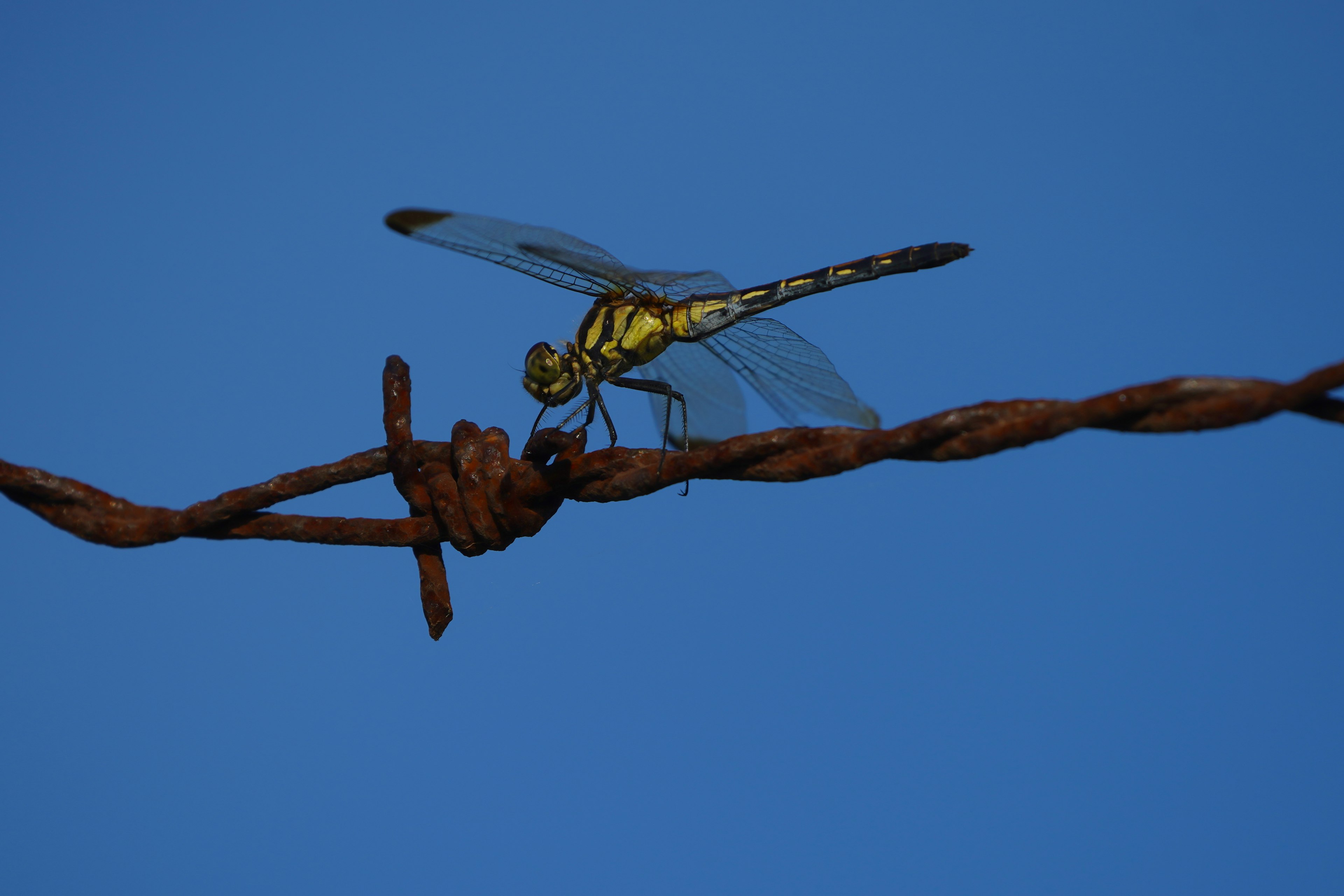 A dragonfly perched on barbed wire against a blue sky