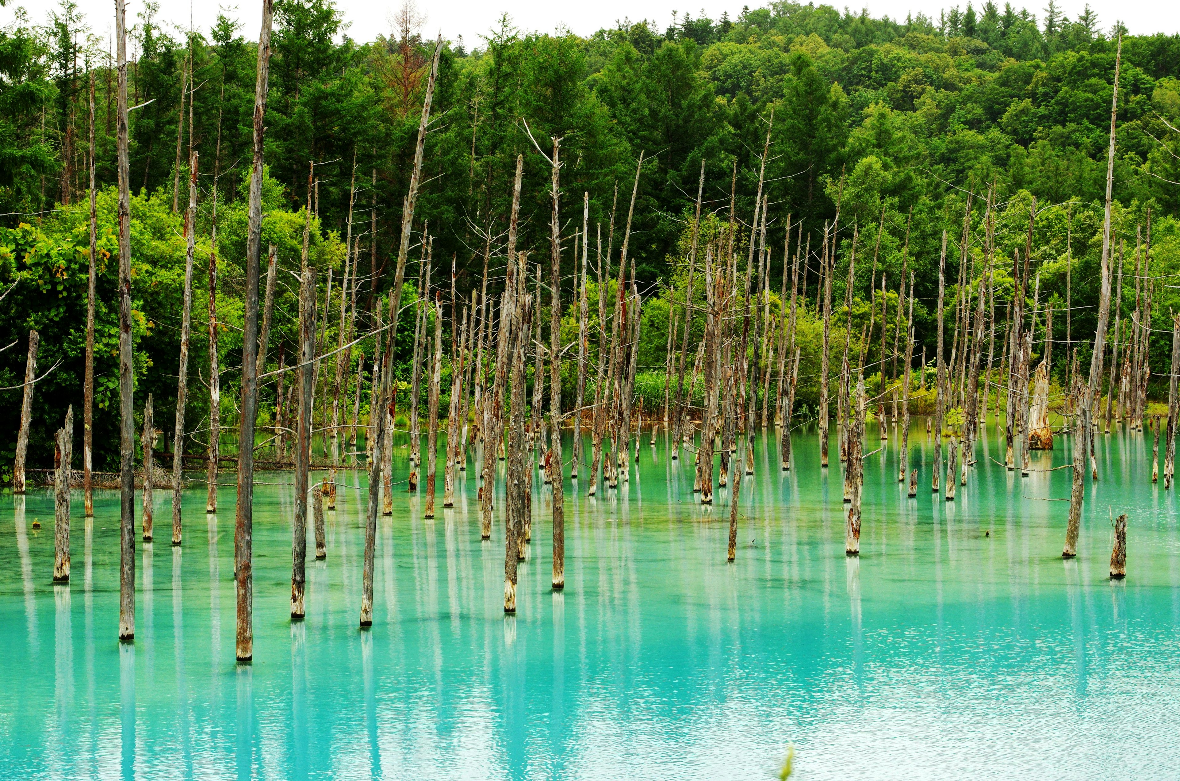 蓝绿色水面上有枯树的风景