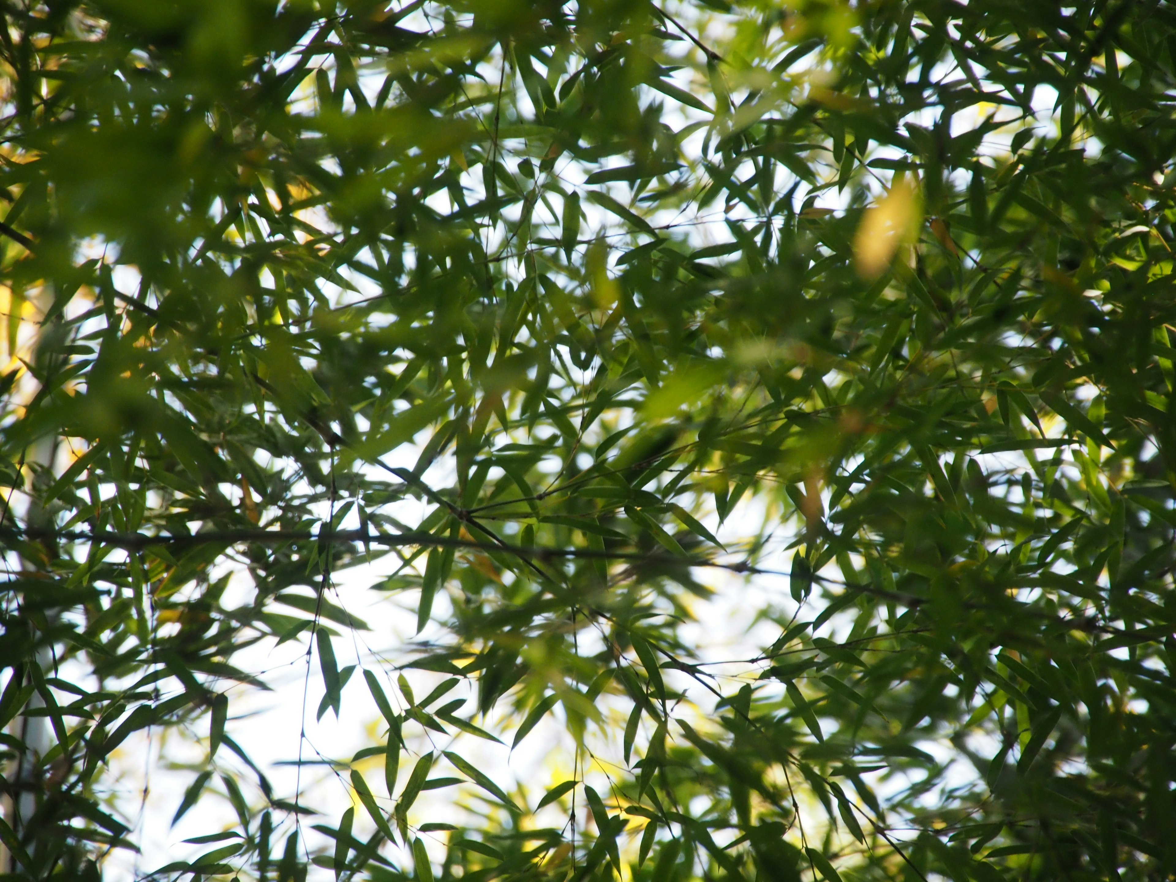 Blurred image of lush green bamboo leaves against a bright background